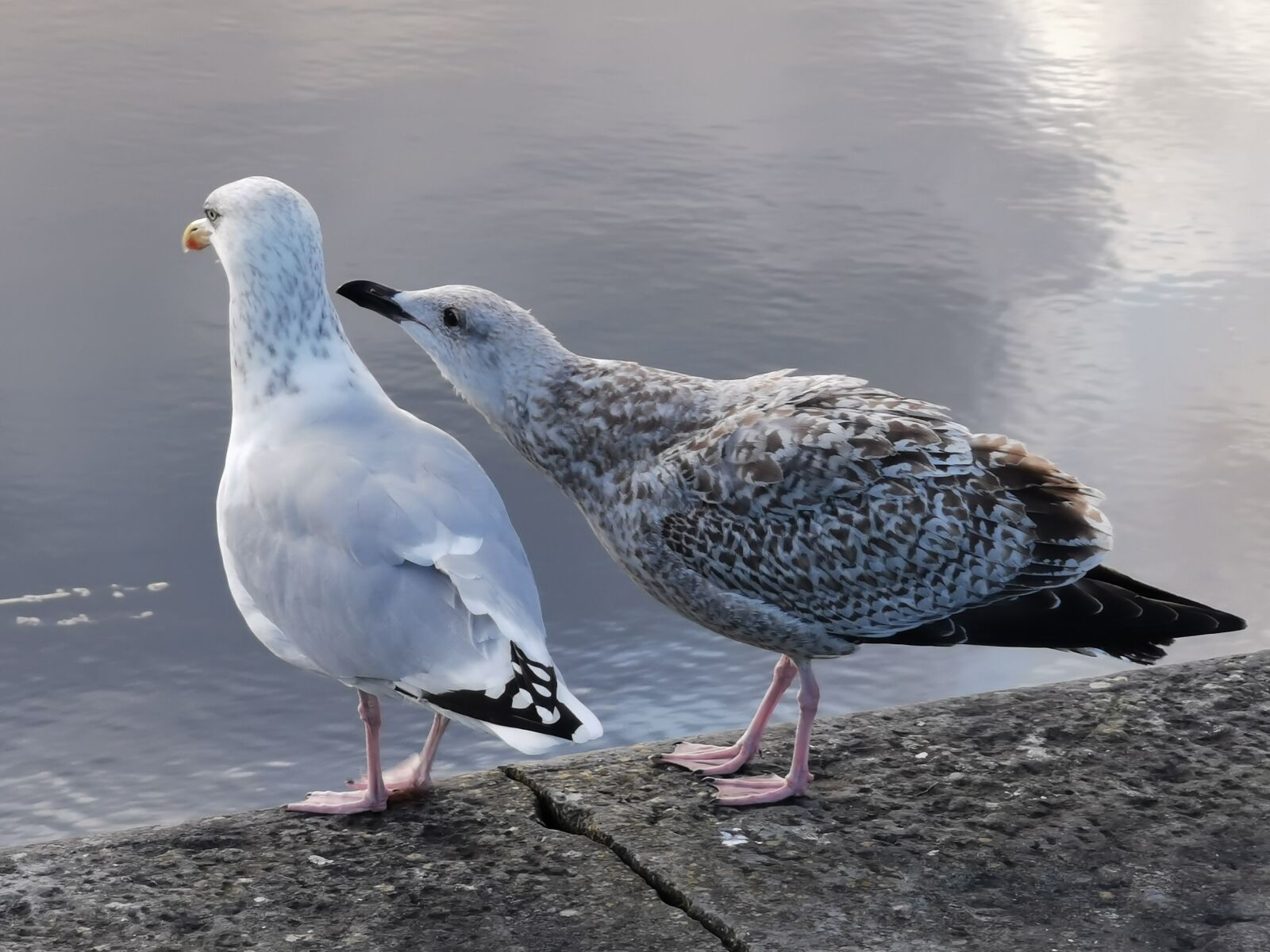 HUAWEI P30 Pro sample photo. Seagulls, birds, water photography
