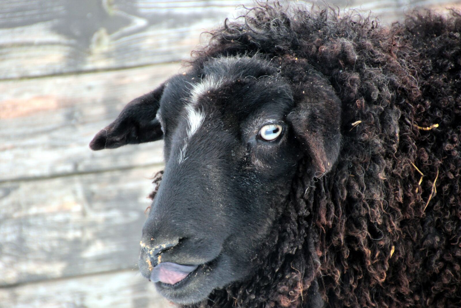 Canon EOS 650D (EOS Rebel T4i / EOS Kiss X6i) sample photo. Sheep, black, wool photography