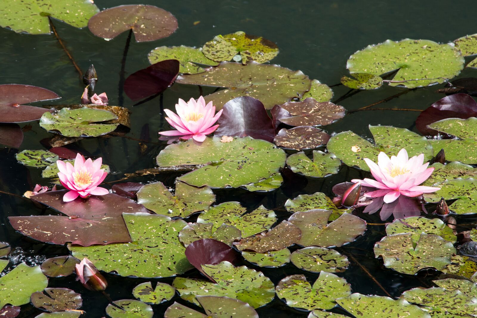 Canon EOS 80D sample photo. Water lilies, pond, nature photography