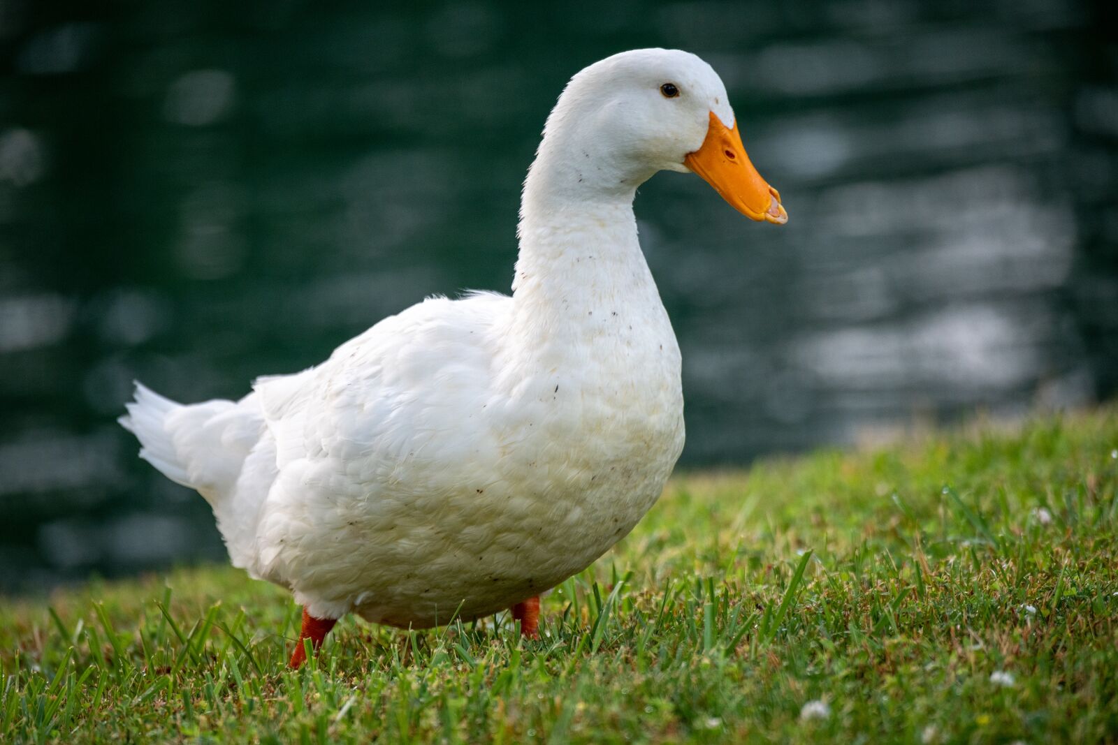 Nikon D850 sample photo. Duck, pekin, pekin duck photography