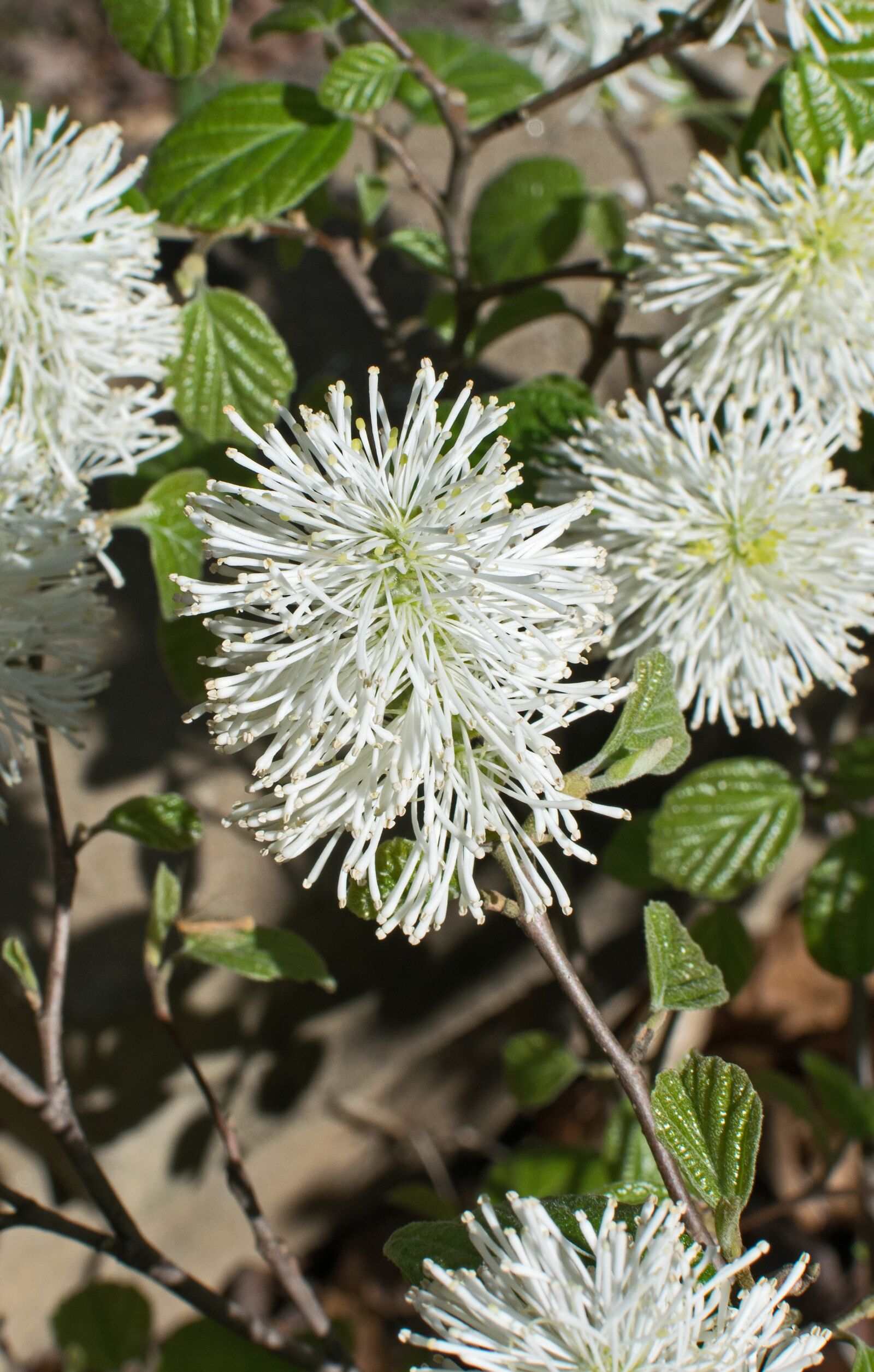Nikon D3300 sample photo. Fothergilla, witch-alder, wildflower photography