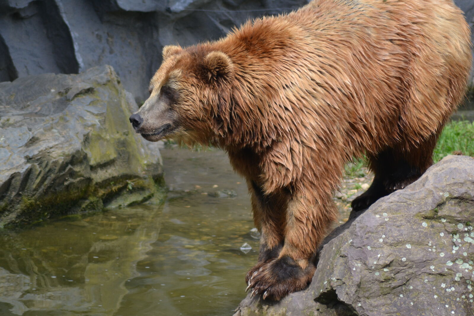 Nikon D3100 sample photo. Bears, water photography