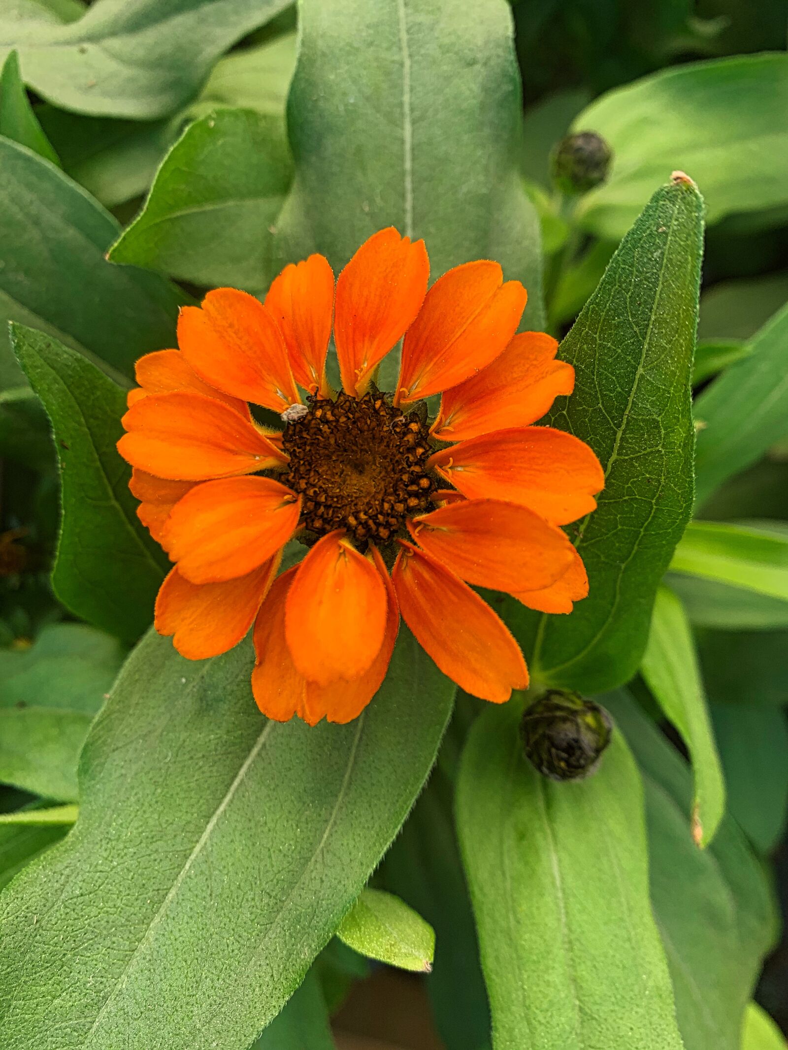 Apple iPhone XR sample photo. Flower, petals, margaret photography