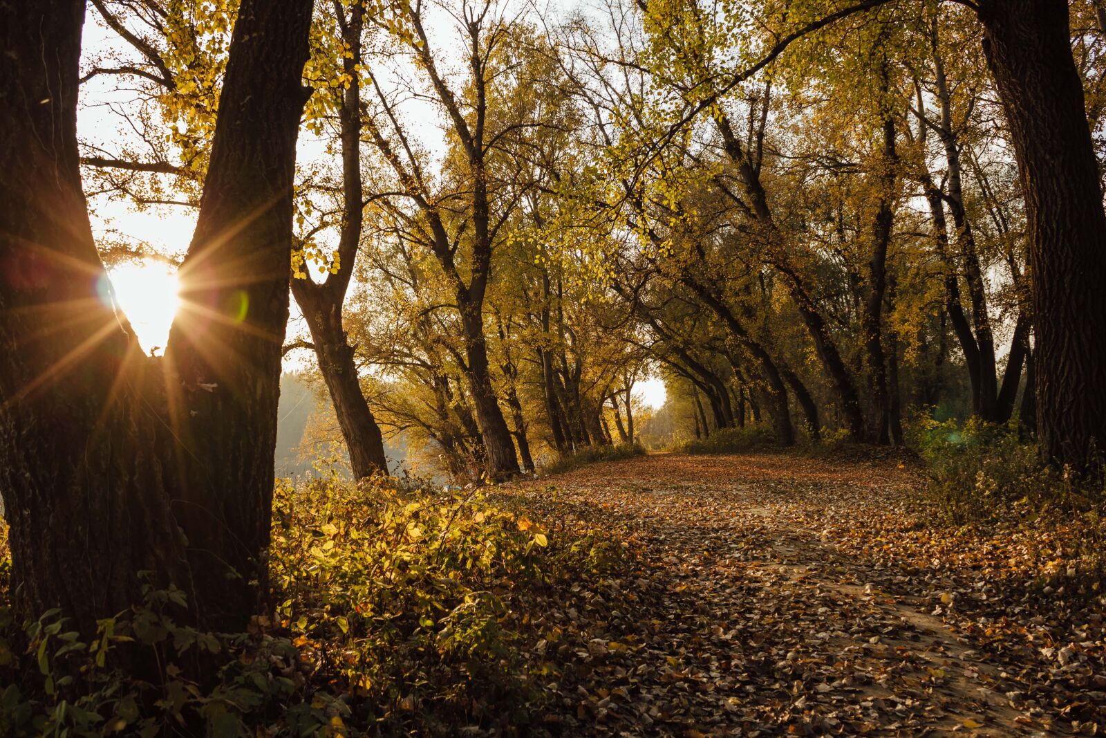 Canon EF-S 18-55mm F3.5-5.6 IS sample photo. Sunshine, october, forest trail photography