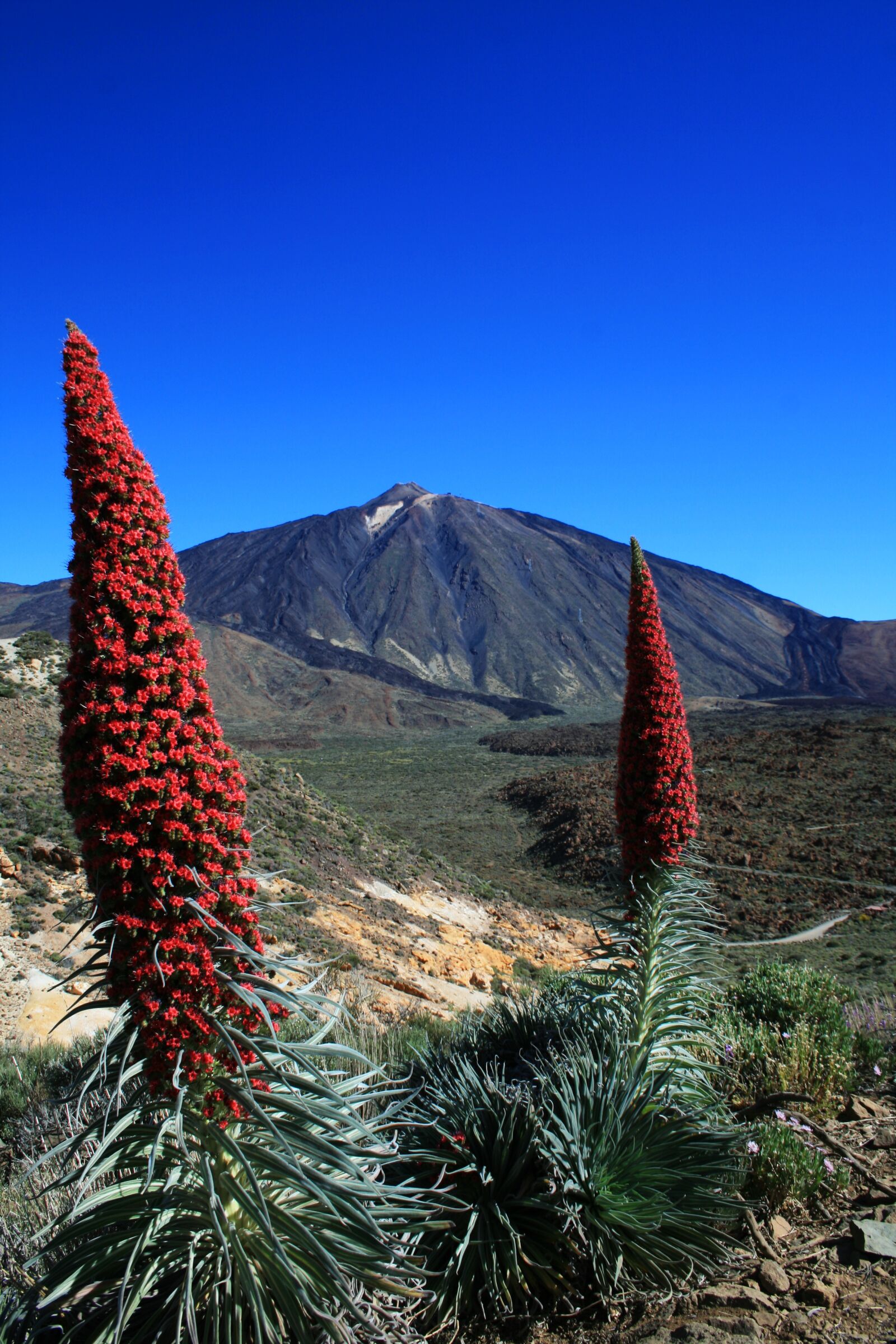 Canon EOS 400D (EOS Digital Rebel XTi / EOS Kiss Digital X) sample photo. Tajinaste rojo, teide, tenerife photography