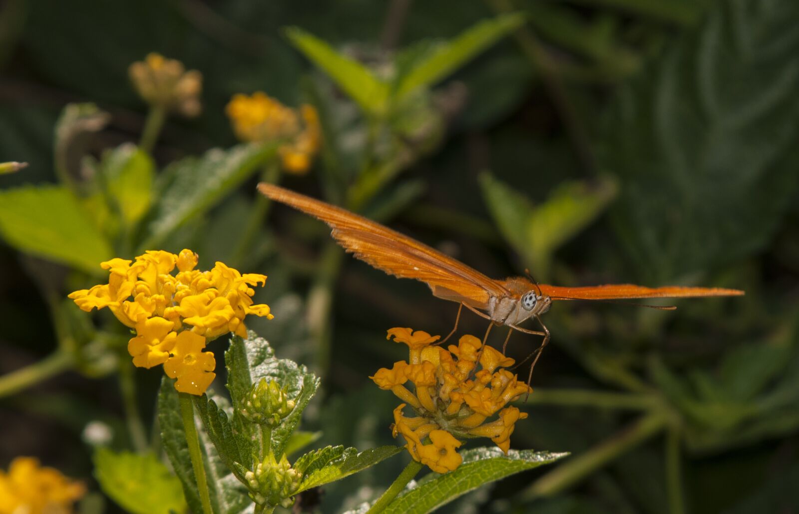 Nikon D300 sample photo. Butterfly, insect, nature photography