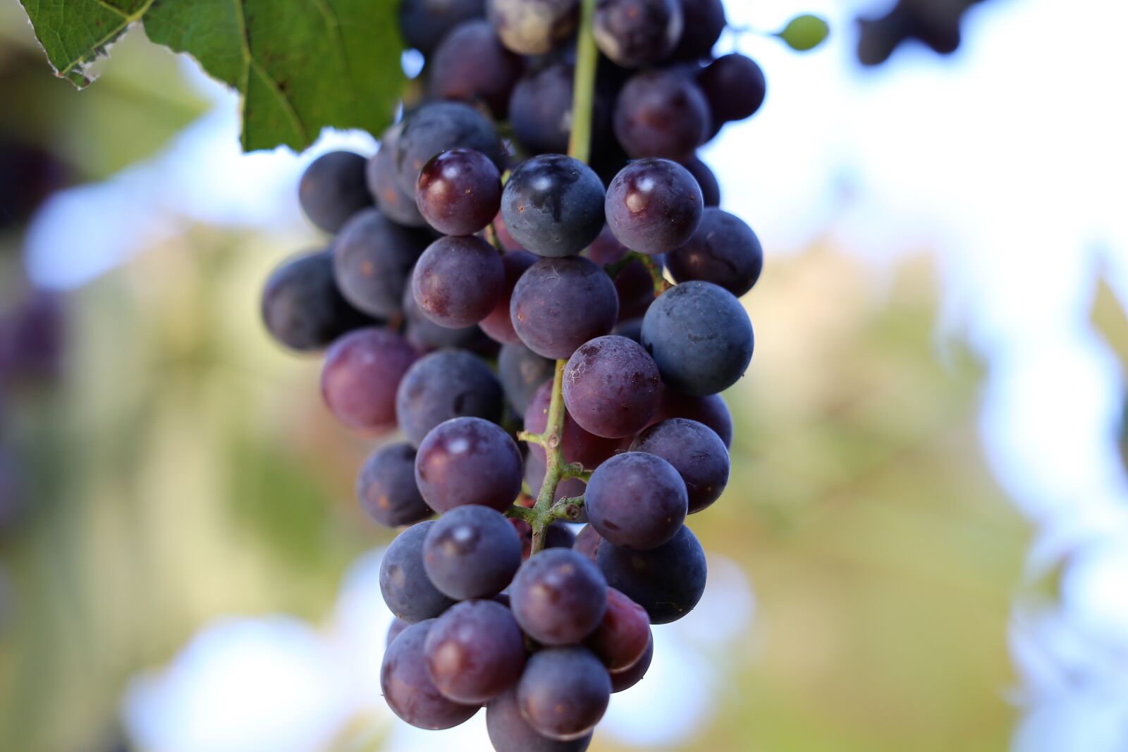 Canon EF 70-300 F4-5.6 IS II USM sample photo. Grapes isabella, black, healthy photography