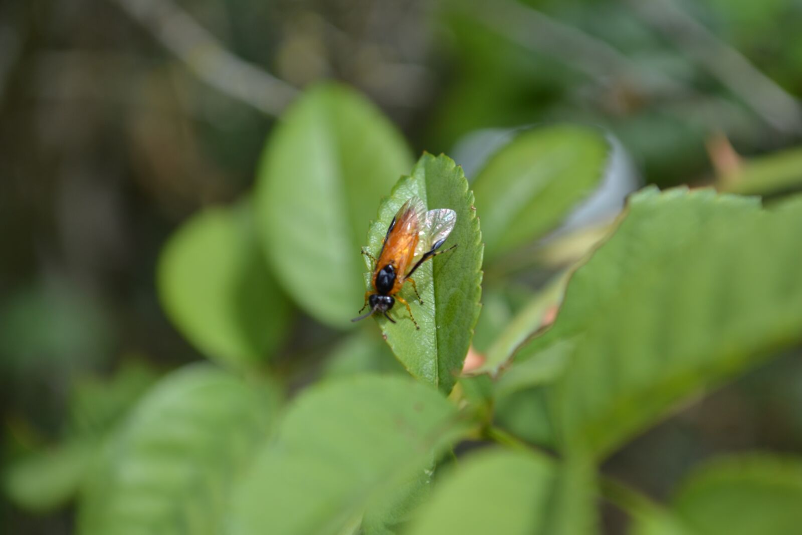 Nikon D3100 sample photo. Leaf, insect, field photography