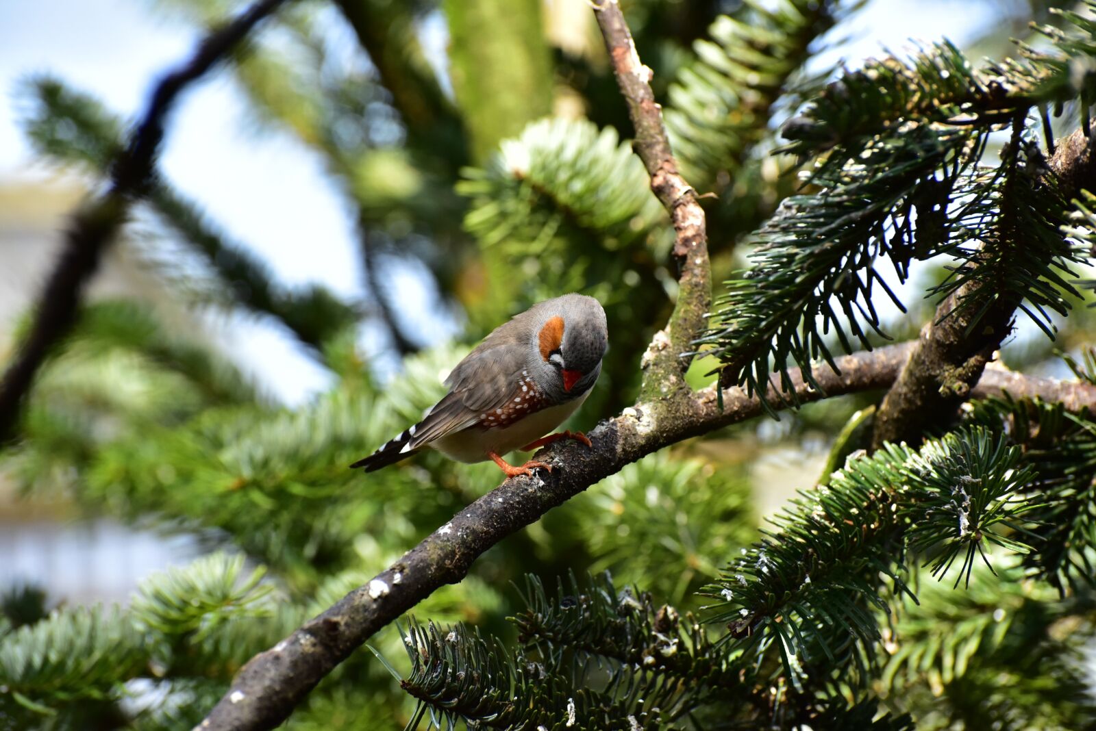 Nikon D750 sample photo. Zebra finch, little bird photography