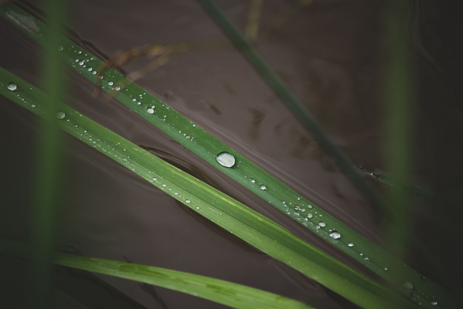 Canon EOS 100D (EOS Rebel SL1 / EOS Kiss X7) + Canon EF-S 55-250mm F4-5.6 IS STM sample photo. Raindrop, green plant, water photography