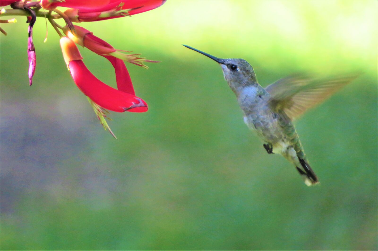 Canon PowerShot SX50 HS sample photo. Bird, hummingbird, feeding photography