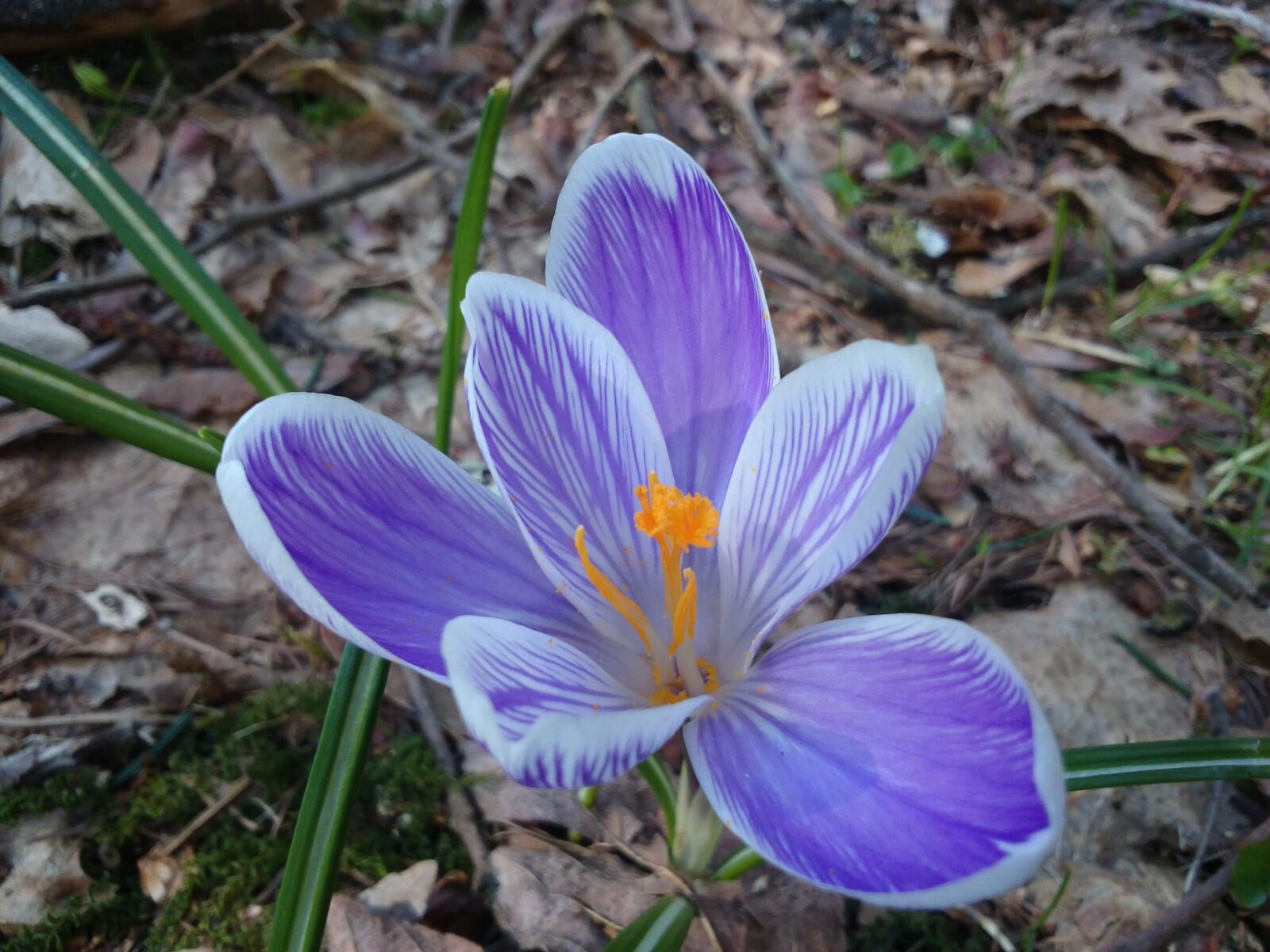 Sony Xperia Z Ultra sample photo. Spring, forest, nature photography