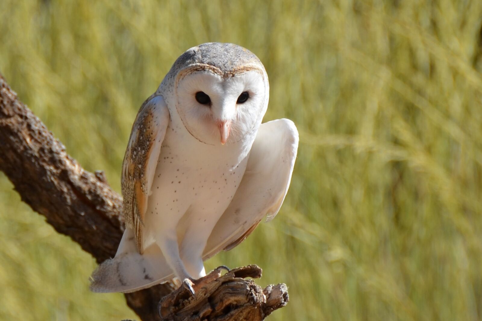 Nikon D5100 sample photo. Barn owl, owl, bird photography