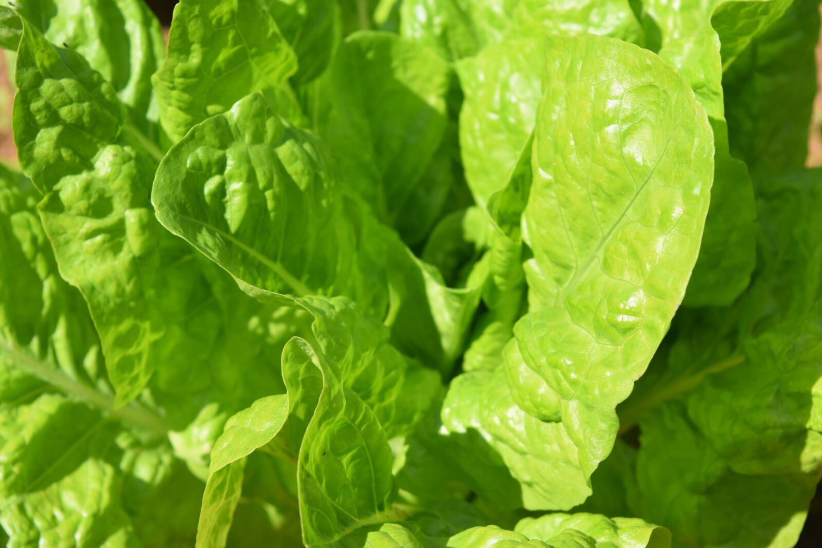 Nikon D3300 sample photo. Greens, spinach, food photography