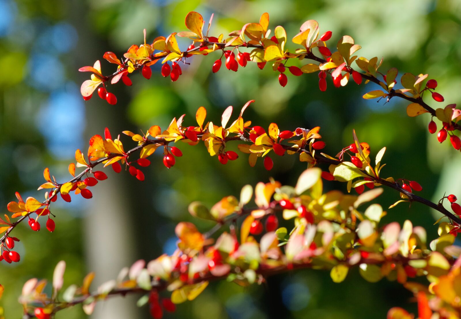 Pentax K-30 sample photo. Autumn colours, autumn, leaves photography