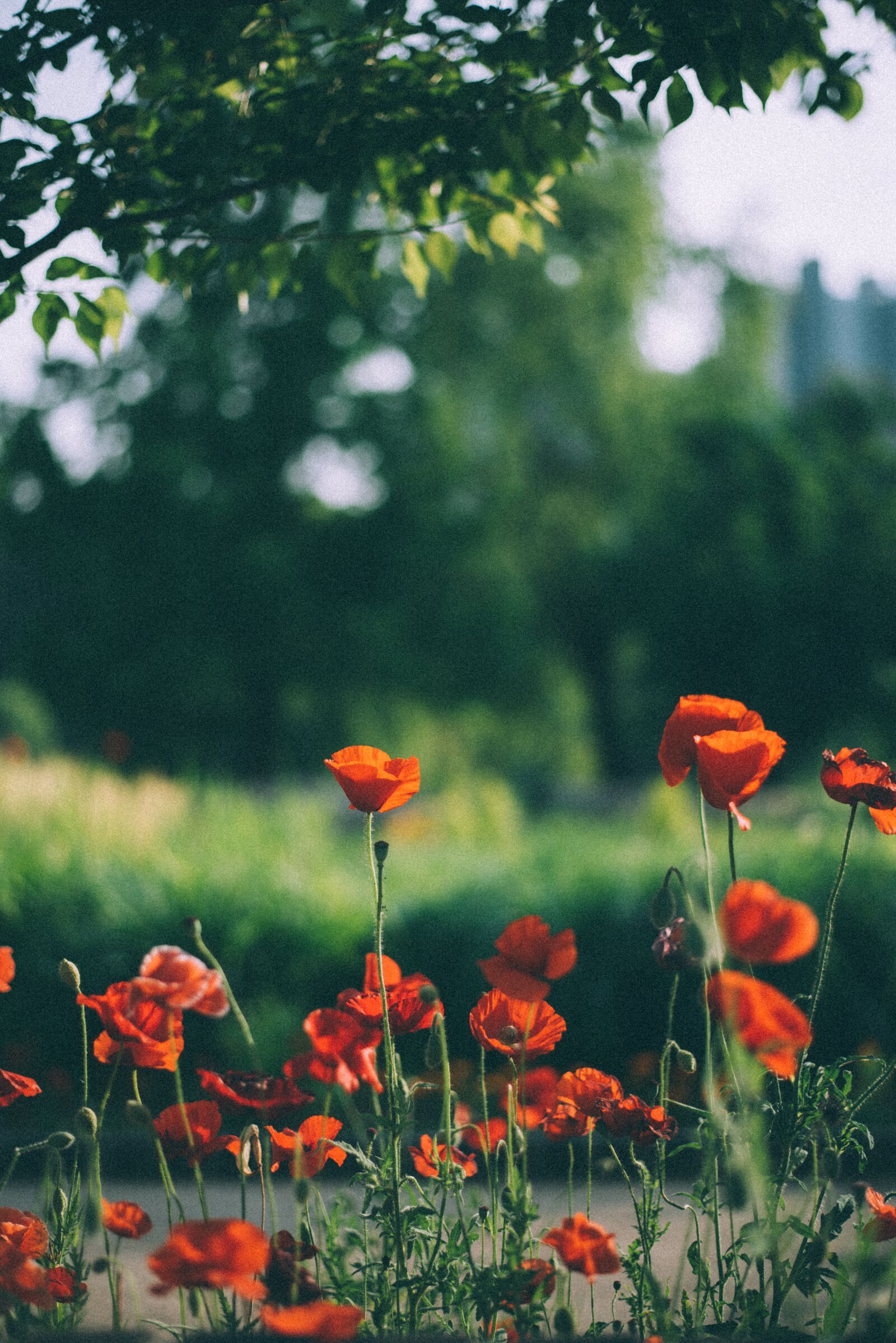 Nikon D750 sample photo. Poppy, yanggwibikkot, plants photography