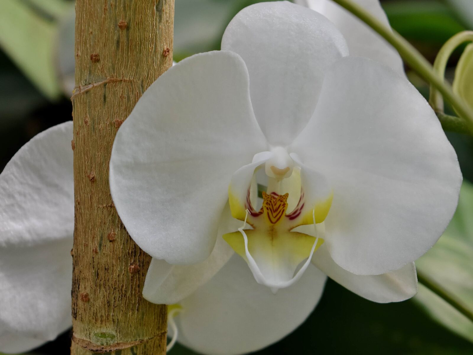 Nikon D5500 sample photo. Elegant, flower garden, orchid photography