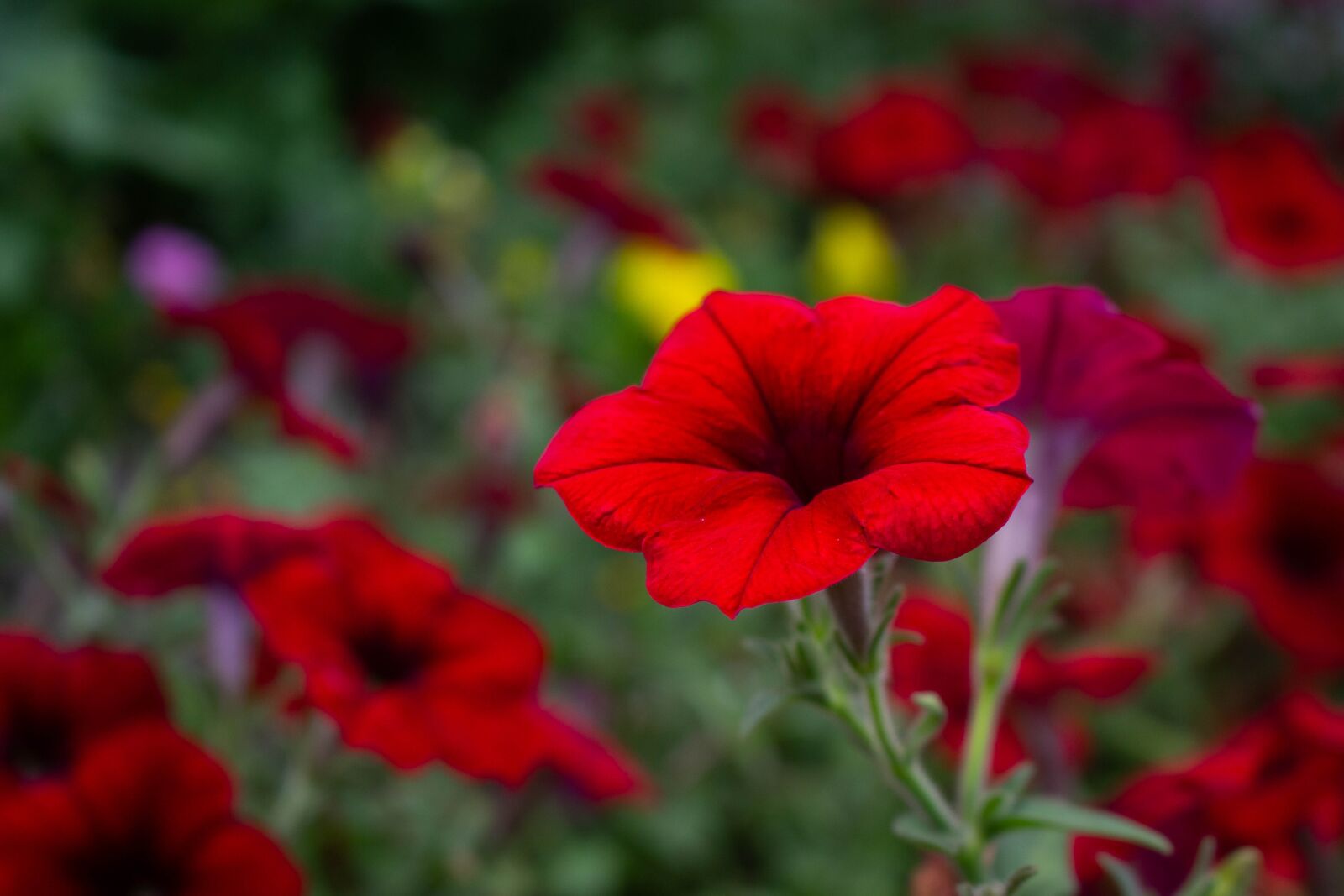 Canon EOS 700D (EOS Rebel T5i / EOS Kiss X7i) sample photo. Flower, red, garden photography