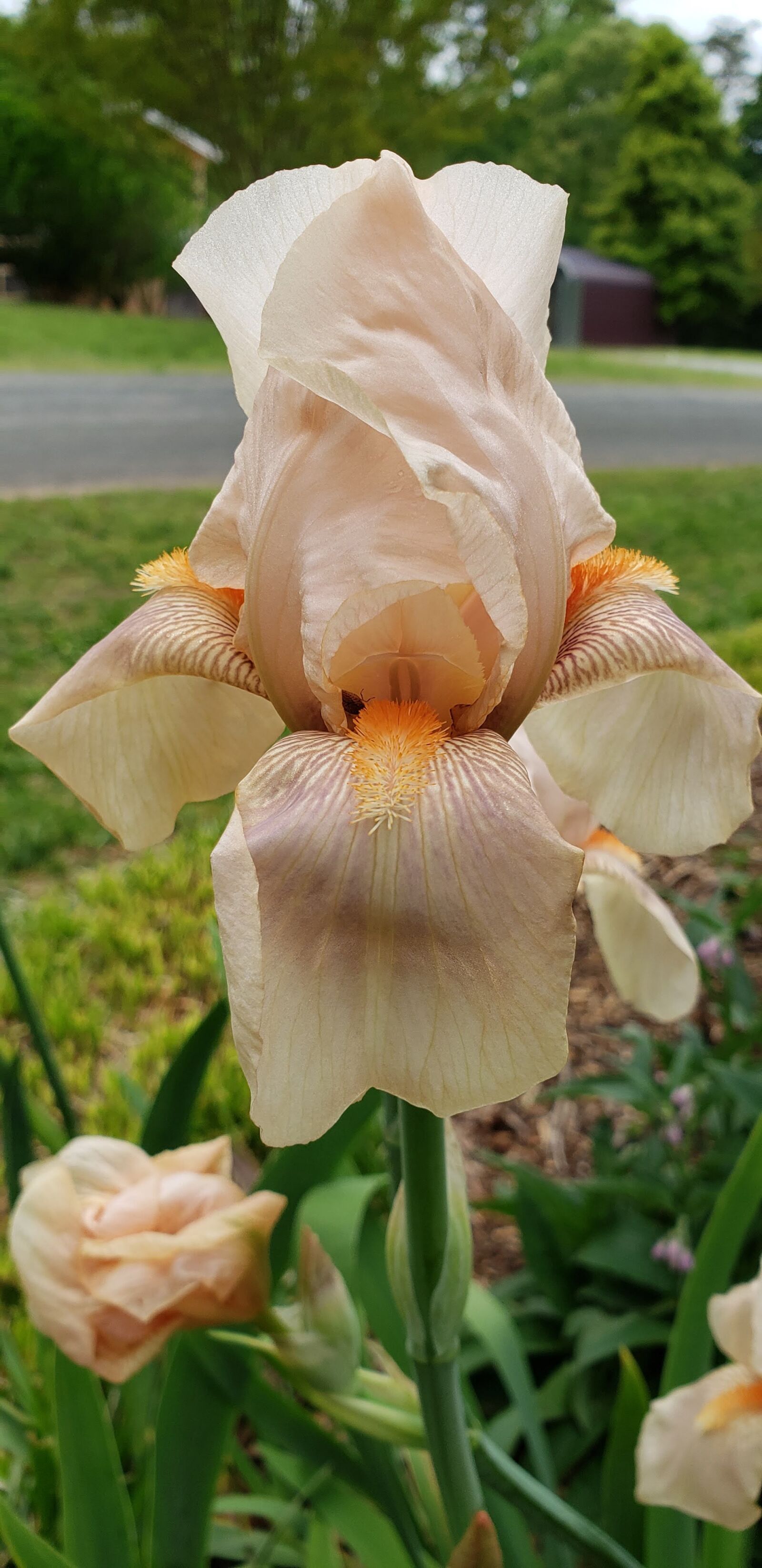 Samsung Galaxy S9 sample photo. Beige iris, flower, bloom photography