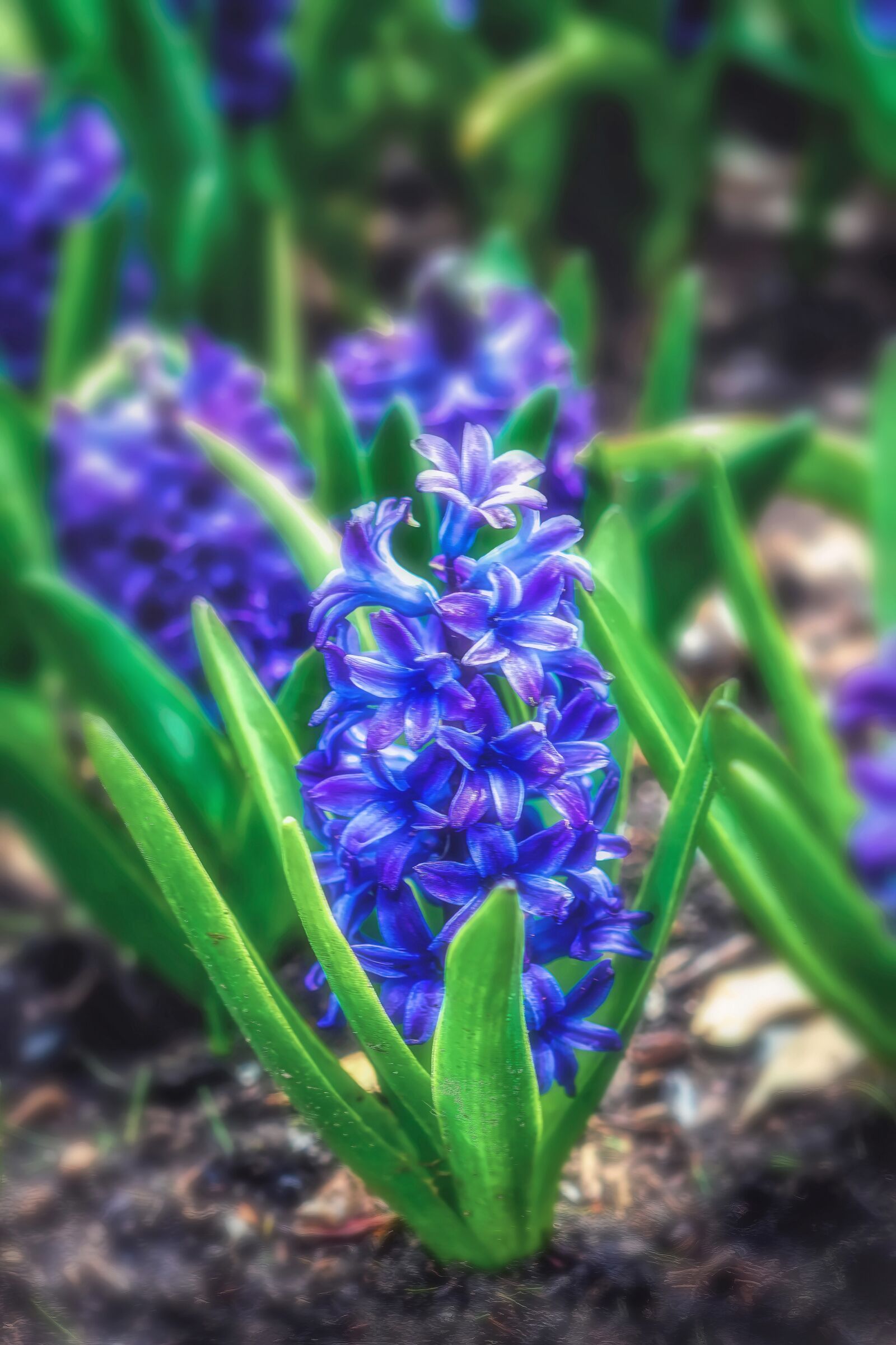 Sony FE 50mm F2.8 Macro sample photo. Hyacinth, flower, nature photography