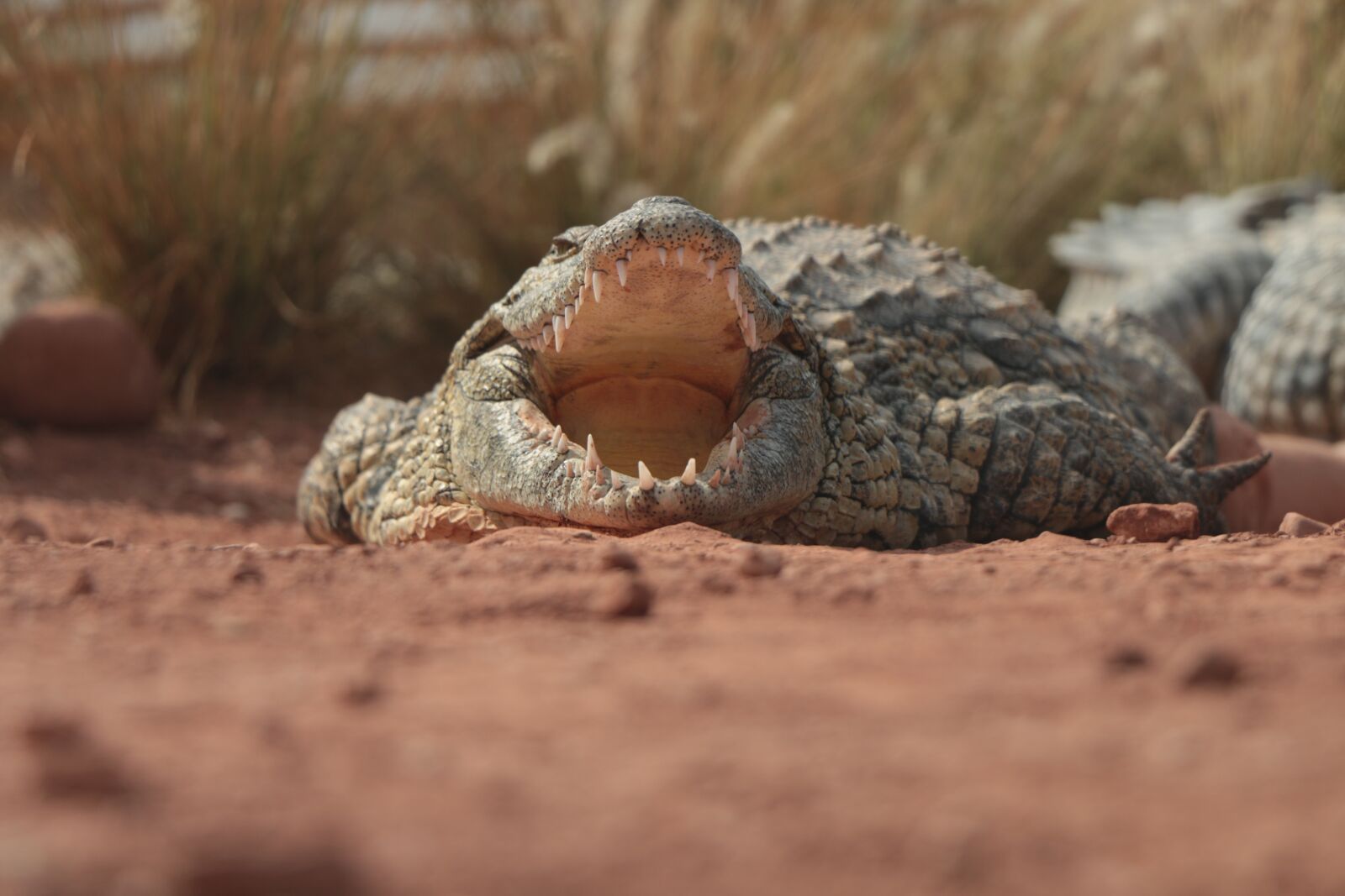 Canon EOS 70D sample photo. Africa, morocco, agadir photography