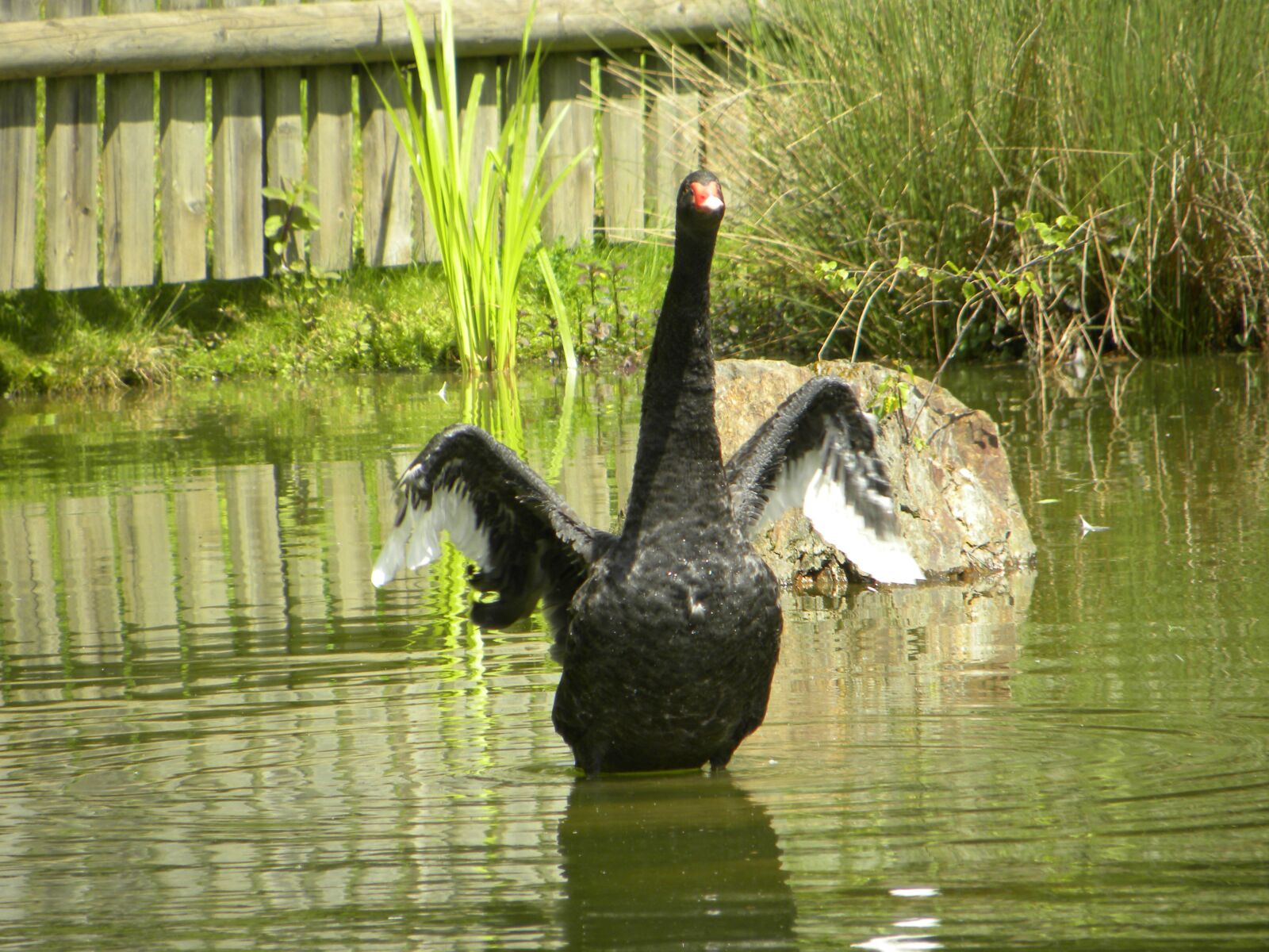 Nikon Coolpix P90 sample photo. Swan, nero, pond photography