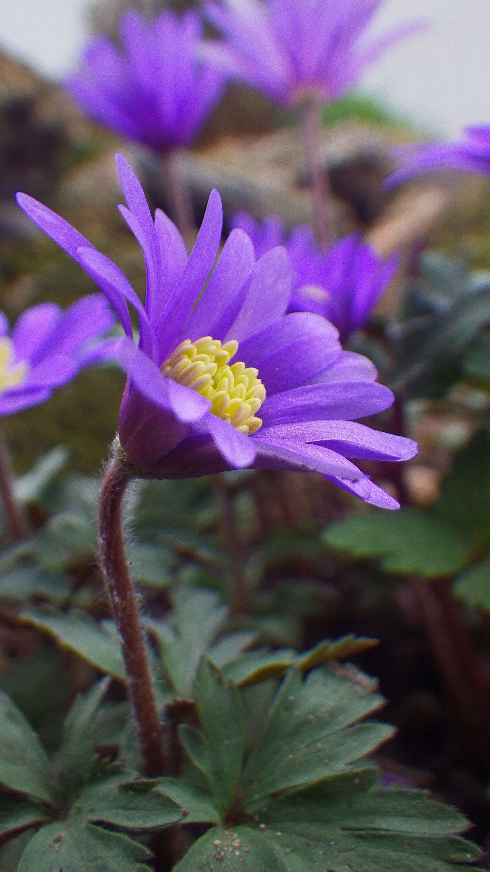 Pentax Optio WG-2 sample photo. Nature, flower, plant photography