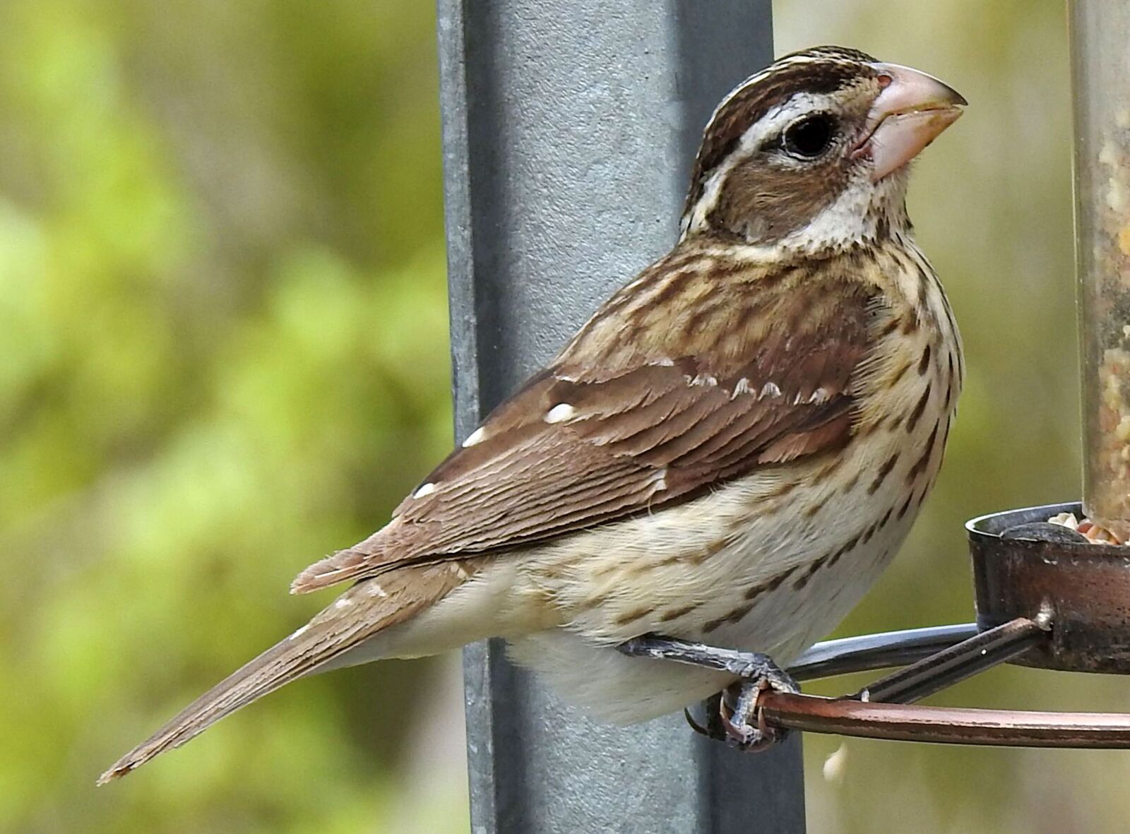 Nikon Coolpix P900 sample photo. Rose-breasted grosbeak, female, pheucticus photography