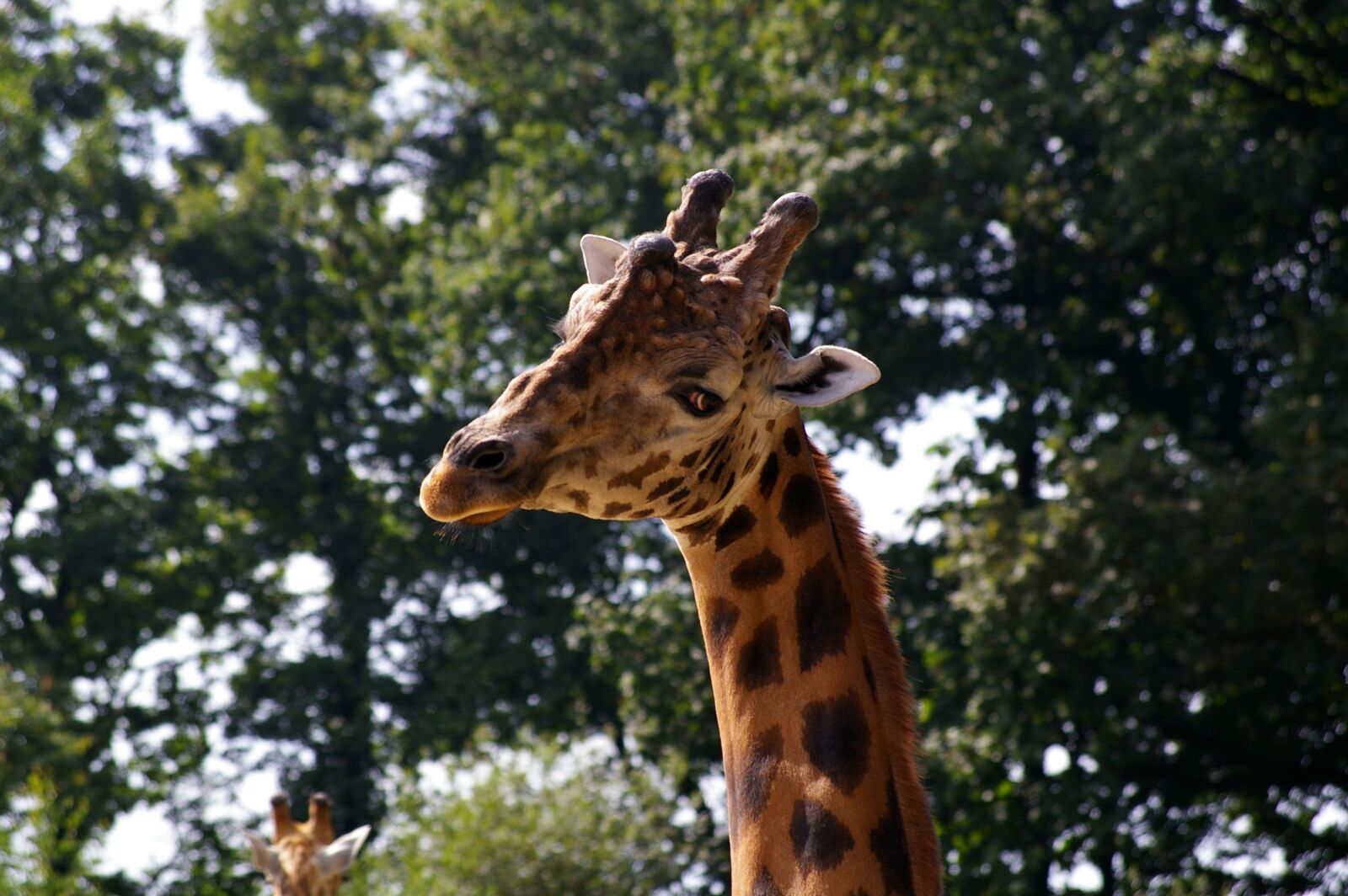 Pentax K110D sample photo. Zoo, animals, giraffe photography