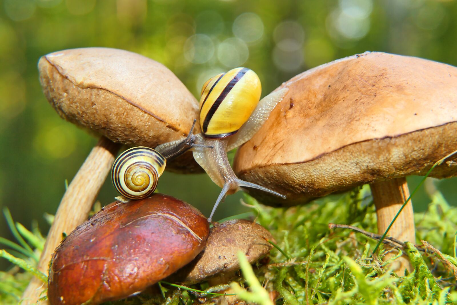 Panasonic Lumix DMC-FZ2500 (Lumix DMC-FZ2000) sample photo. Snails, mushrooms, nature photography