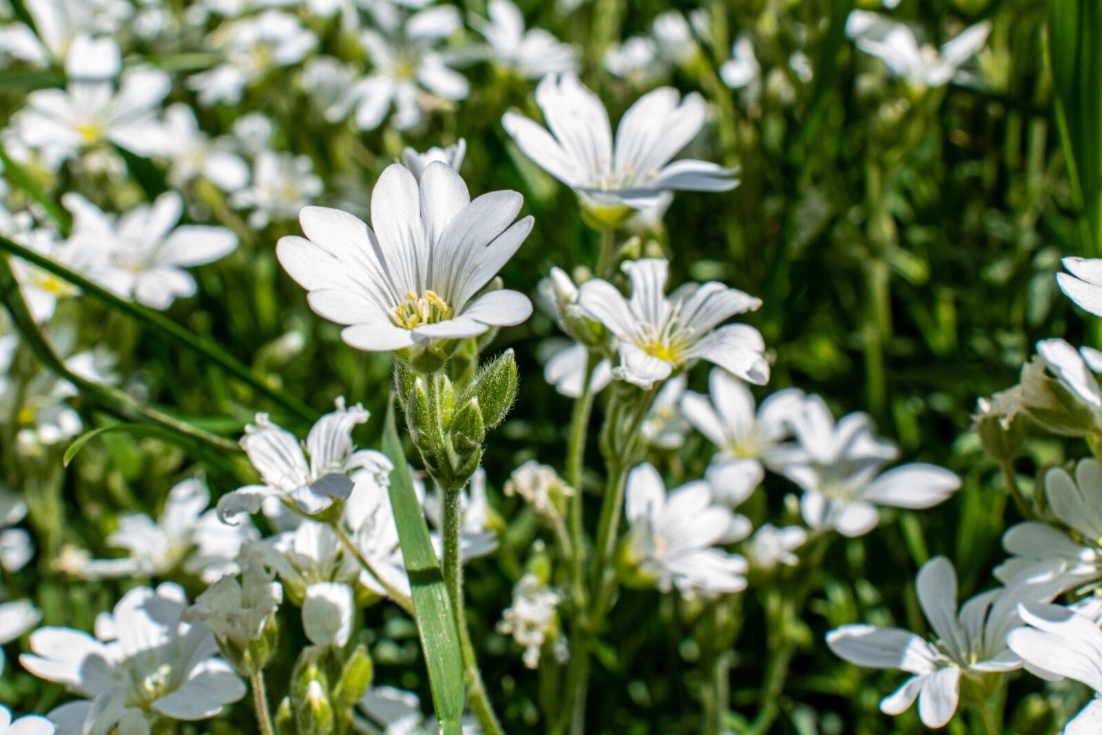 Nikon D5300 sample photo. Acker-horn herb, white blossom photography