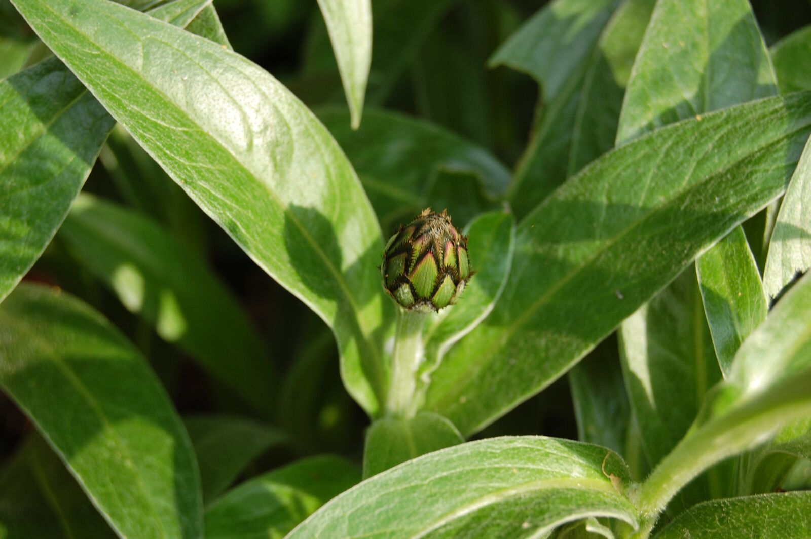 Nikon D40 sample photo. Blueberry, bud, flower photography