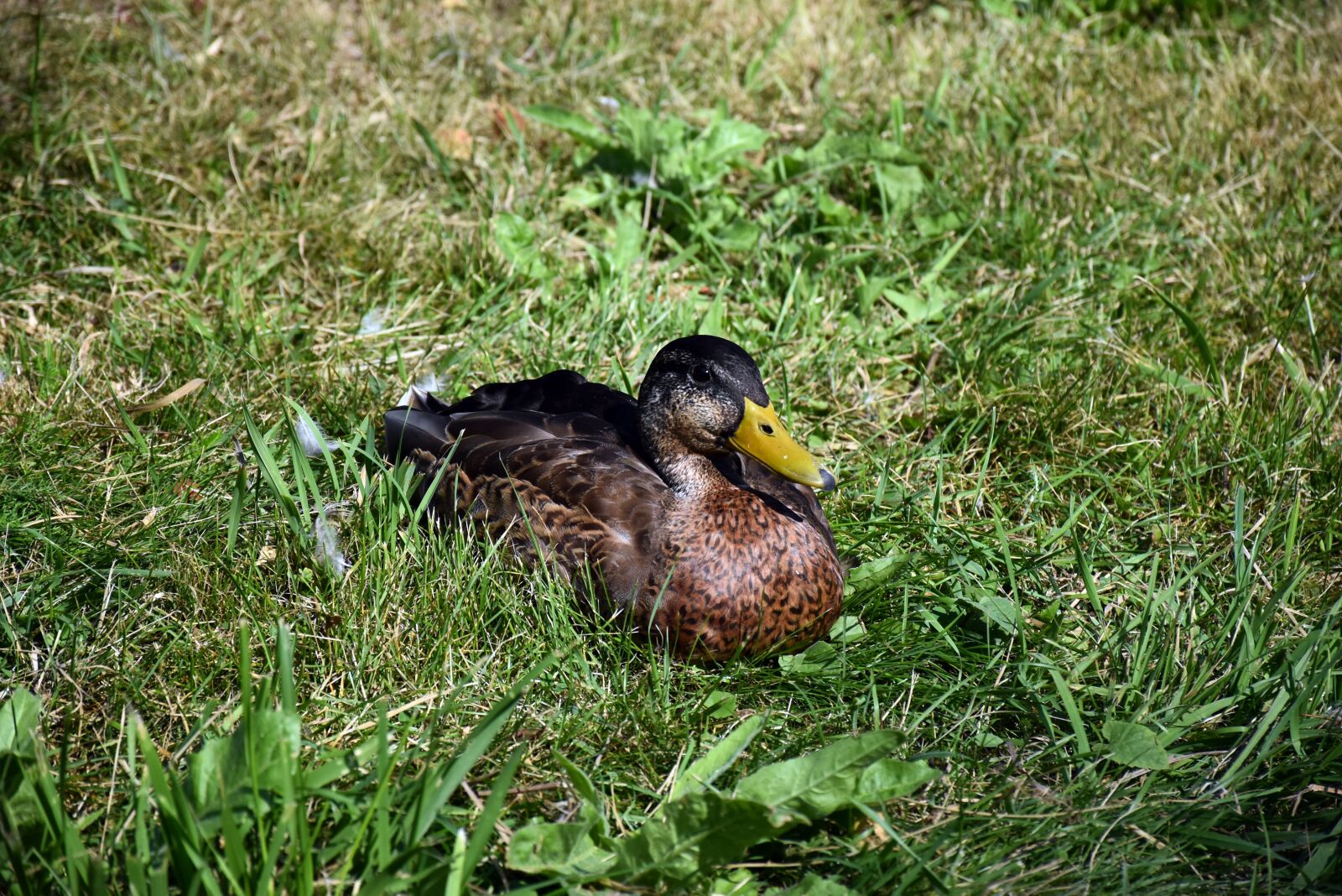 Nikon D5600 sample photo. Duck, bird, mallard photography