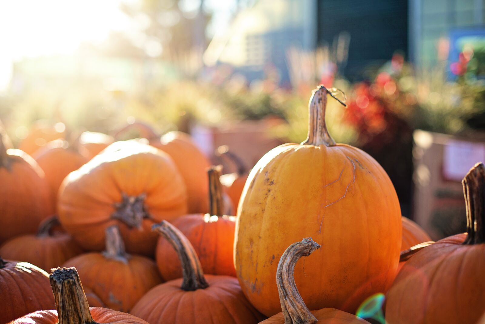 Canon EF 50mm F1.4 USM sample photo. Pumpkins, halloween, fall photography