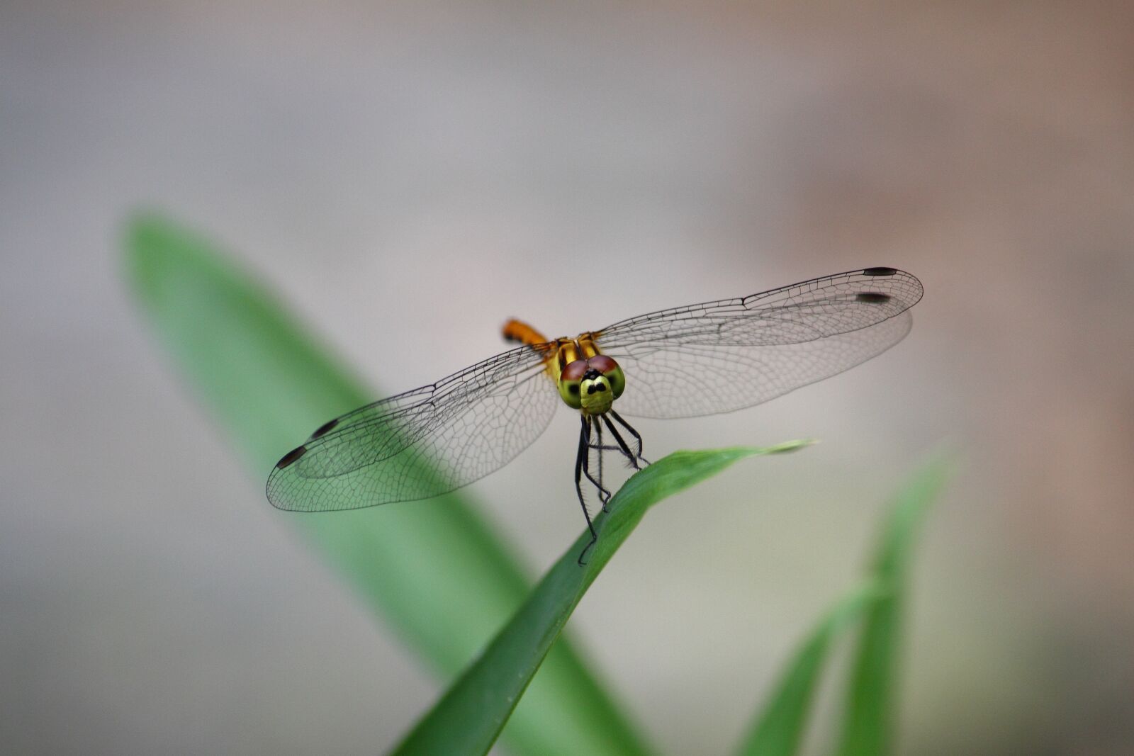 Canon EOS 50D sample photo. Anisoptera, insects, wing photography