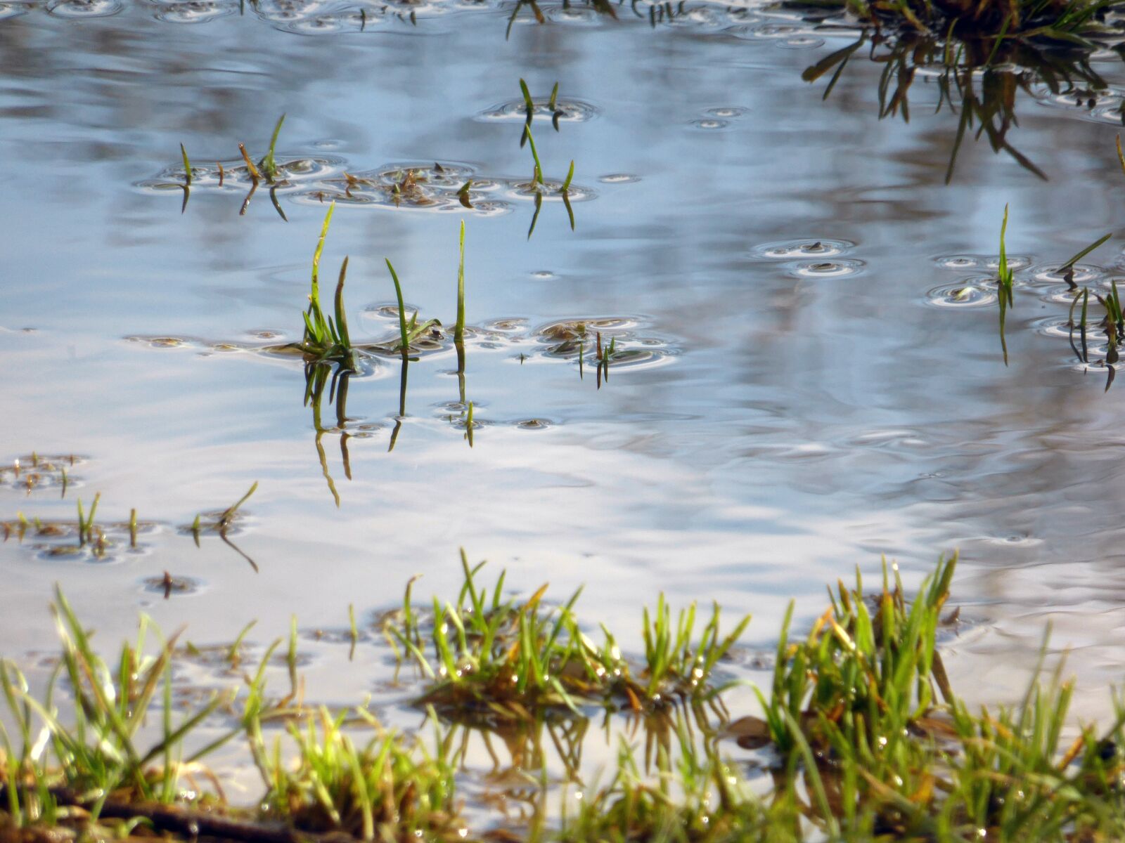 Panasonic Lumix DMC-ZS30 (Lumix DMC-TZ40) sample photo. Water, grass, puddle photography