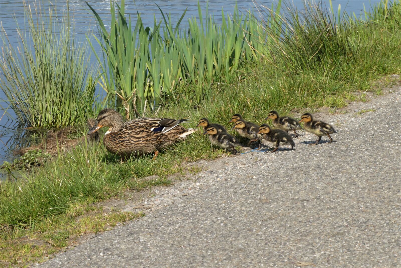 Panasonic Lumix DC-ZS70 (Lumix DC-TZ90) sample photo. Ducklings, chicks, cute photography