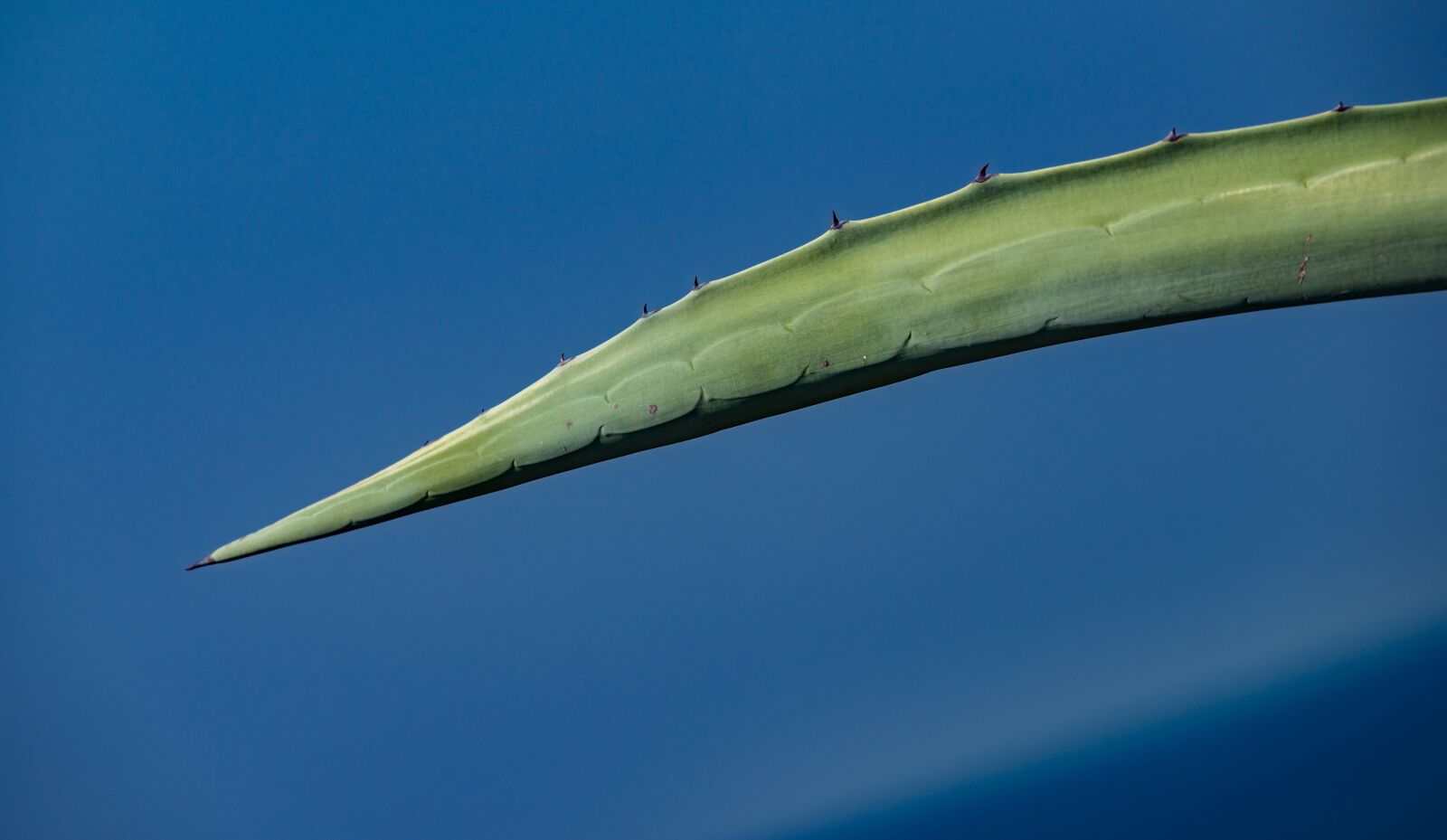 Nikon D800E sample photo. Sheet, agave, plant photography