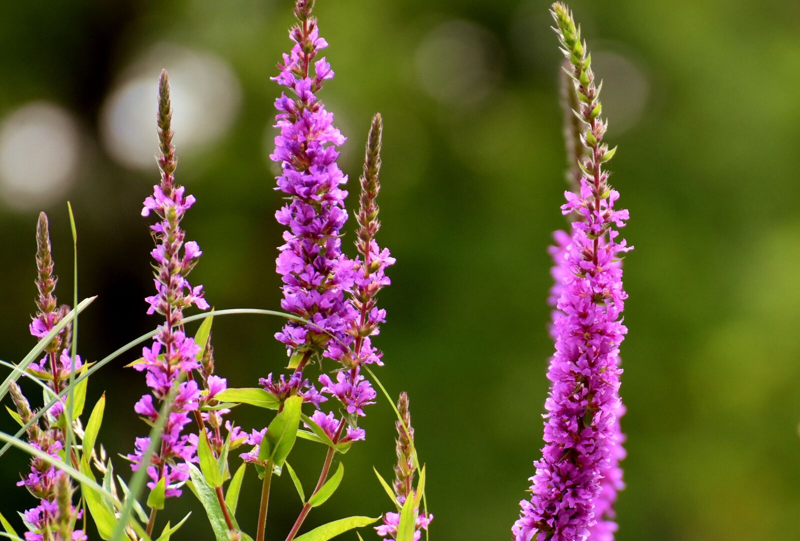 Nikon D7200 sample photo. Flowers, purple, plant photography