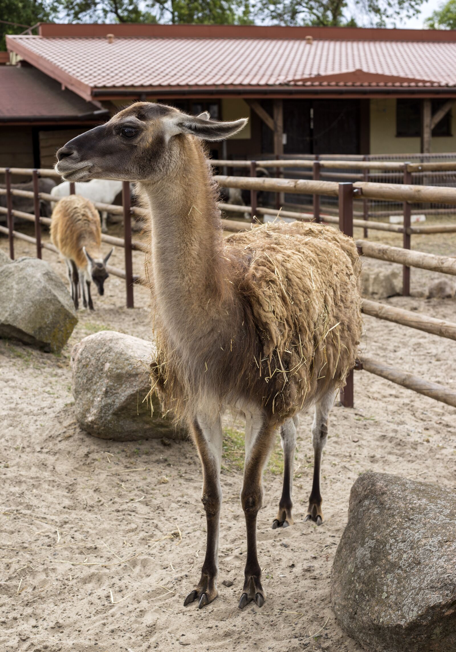 Canon EOS 6D + Canon EF 50mm F1.8 STM sample photo. Lama, animal, fur photography