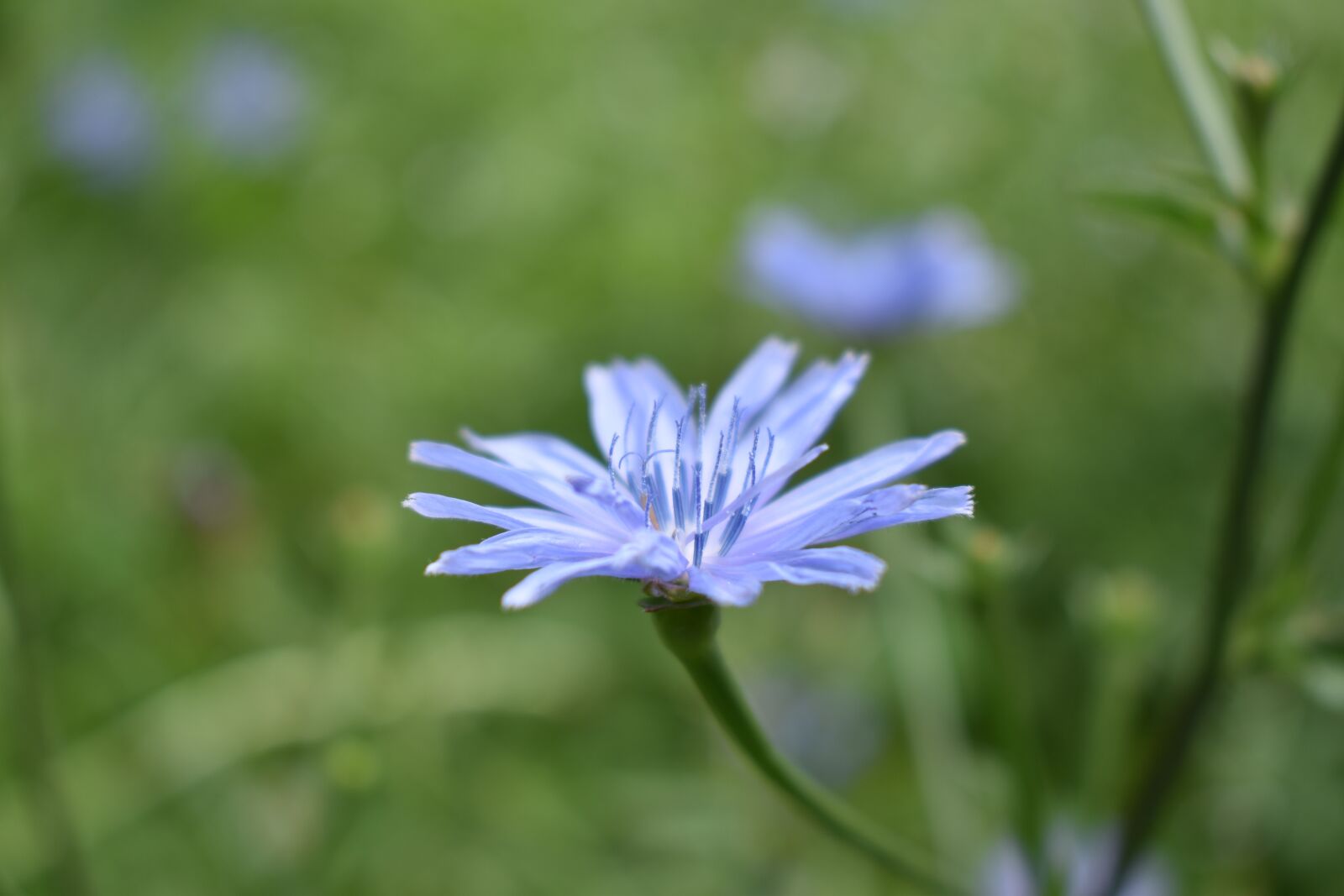 Nikon D5600 sample photo. Flower, petals, stem photography