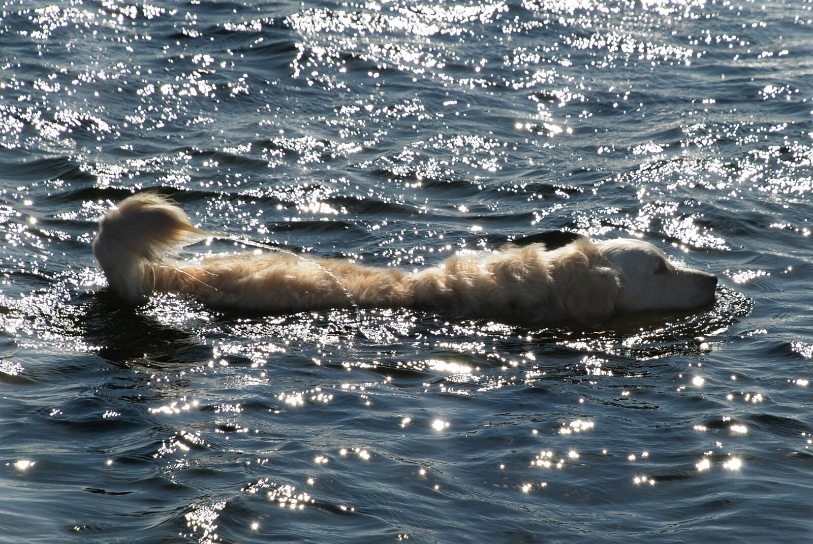 Nikon D80 sample photo. Golden retriever, dog, pet photography