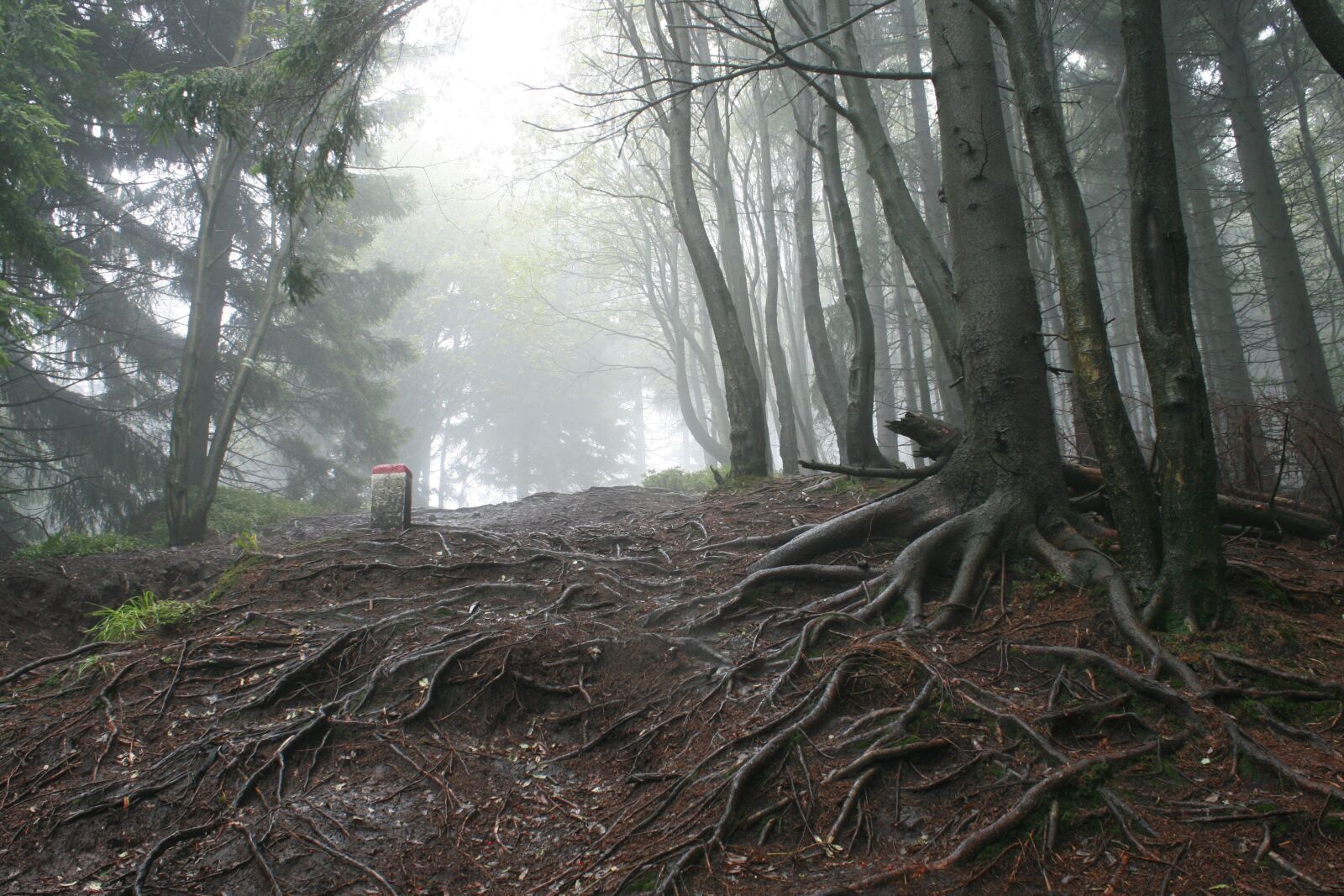 Canon EOS 400D (EOS Digital Rebel XTi / EOS Kiss Digital X) sample photo. Forest, roots, fog photography