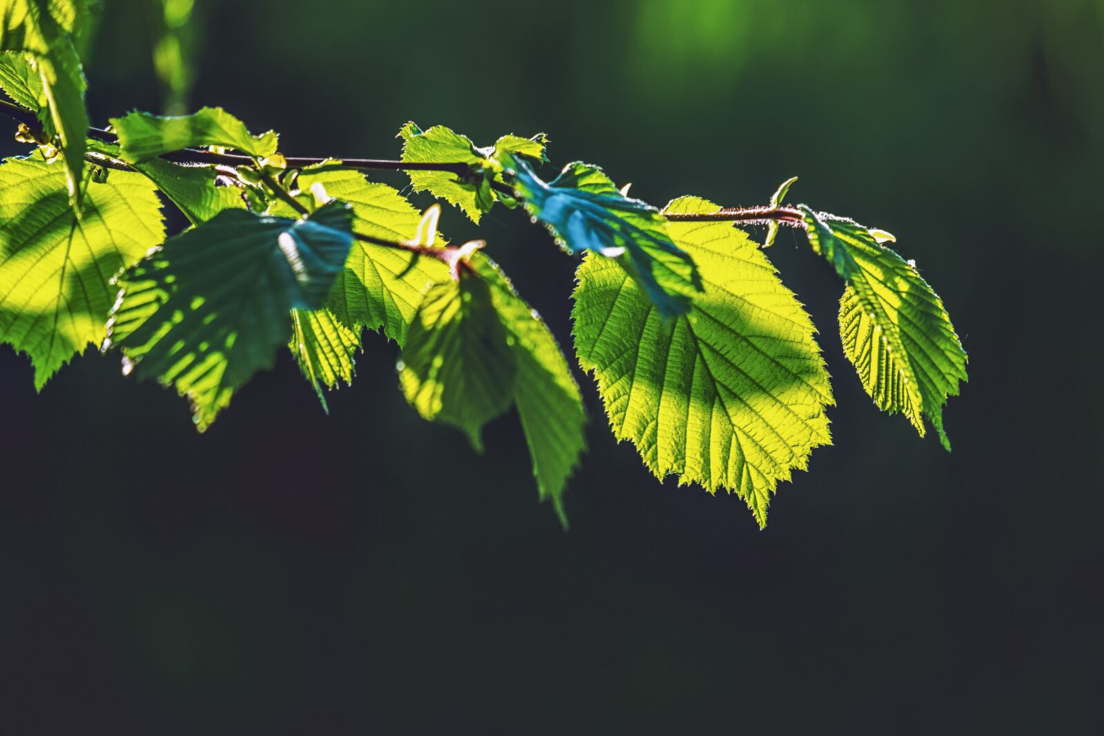 Fujifilm XF 55-200mm F3.5-4.8 R LM OIS sample photo. Leaves, spring, tree photography