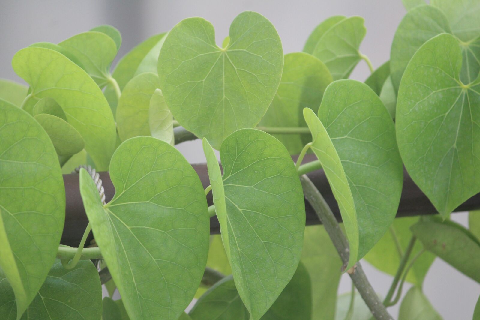 Canon EOS 1200D (EOS Rebel T5 / EOS Kiss X70 / EOS Hi) sample photo. Leaves, plant, climber photography