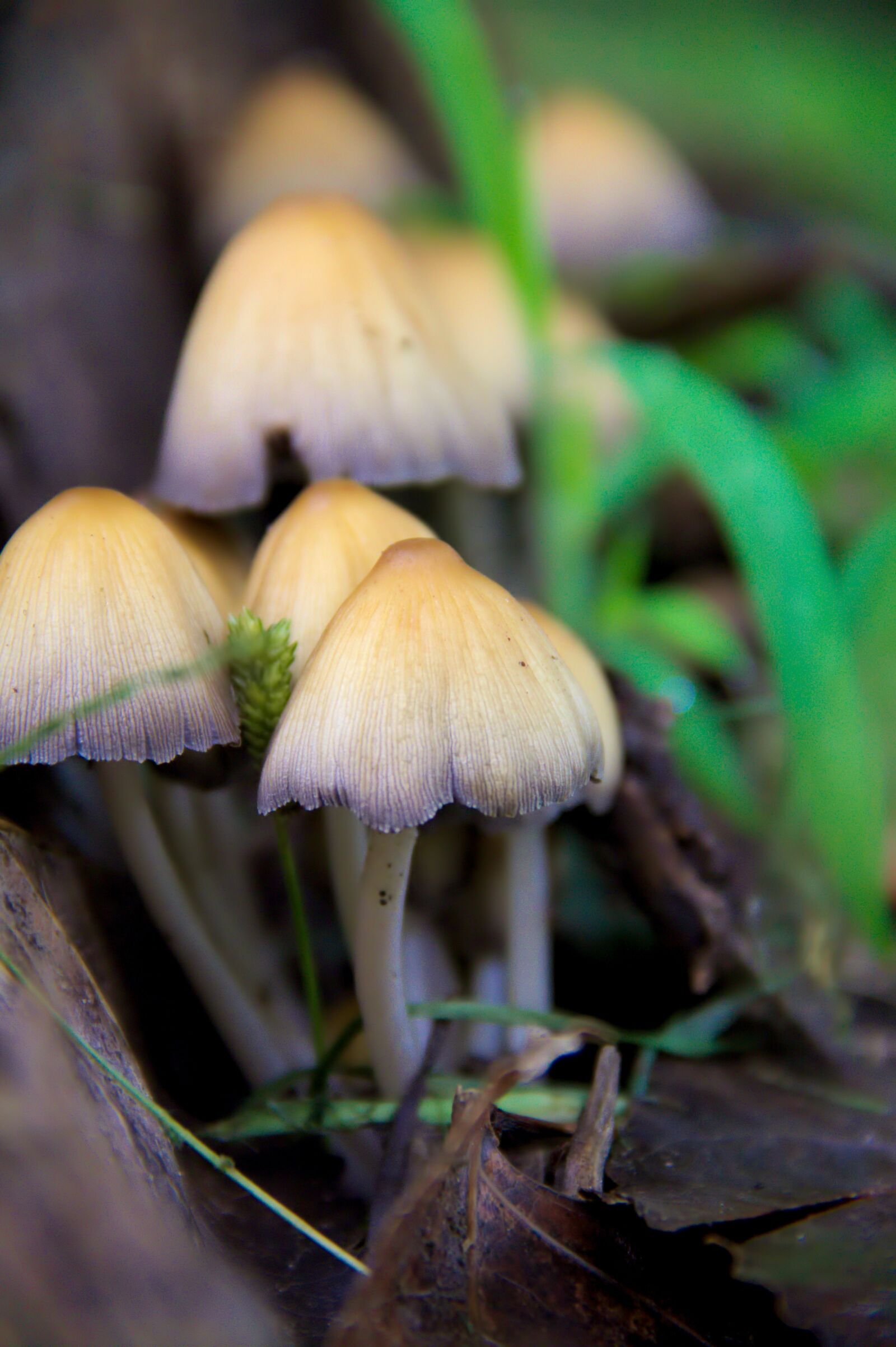 Canon EOS 60D sample photo. Fungi, mushrooms, nature photography