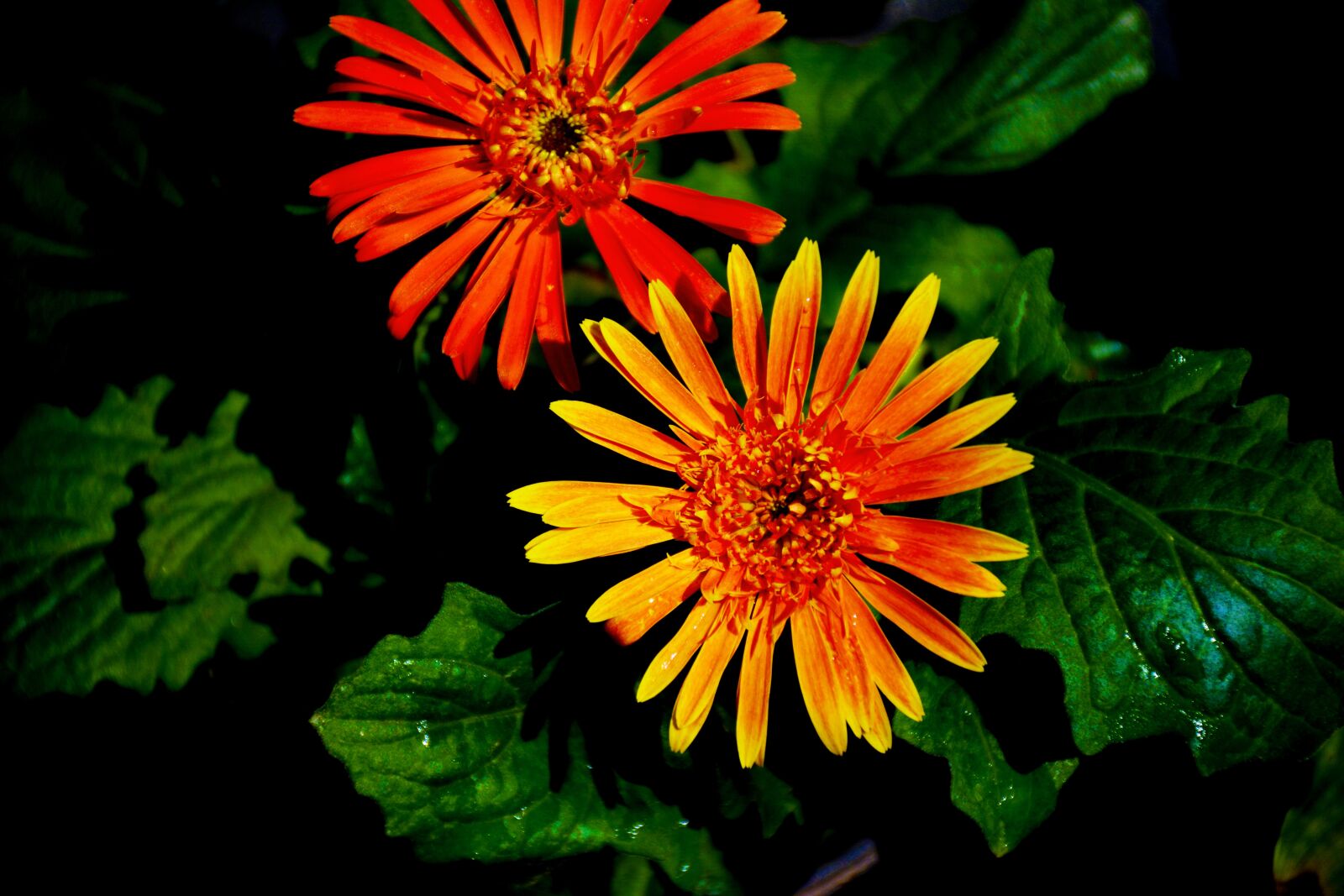 Nikon D5200 sample photo. Nature, beauty, purity photography