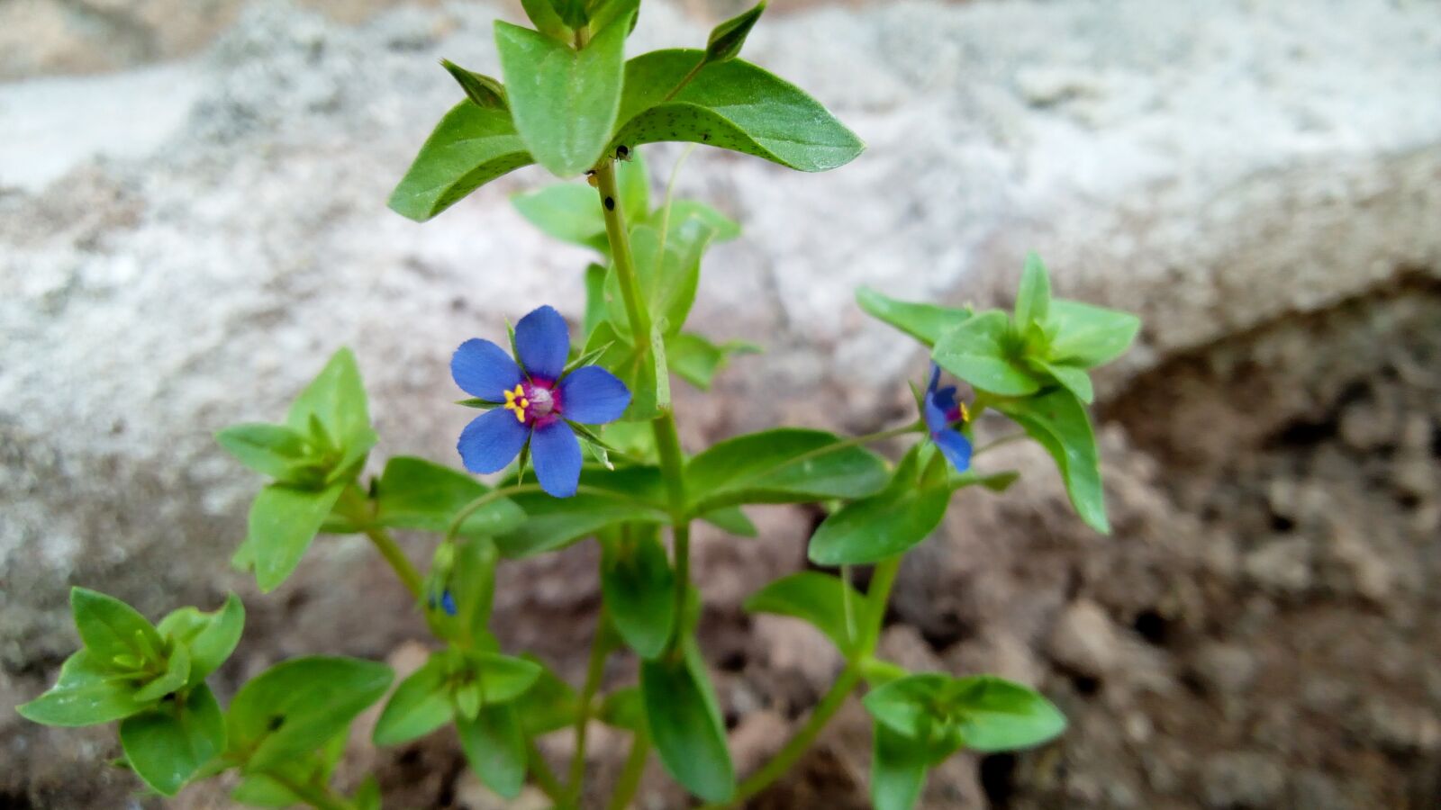 Infinix HOT 4 sample photo. Nature, photography, love photography