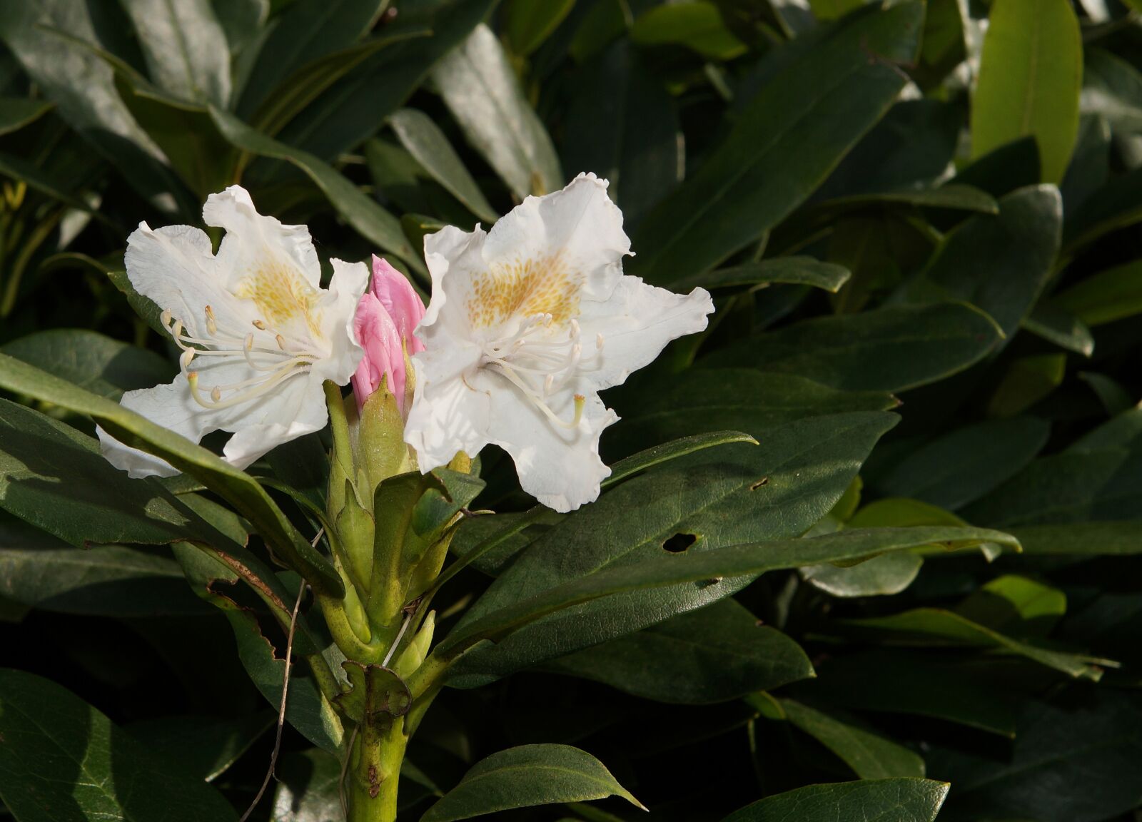 Sony 28mm F2.8 sample photo. Rhododendron, rhododendron hirsutum, blossom photography