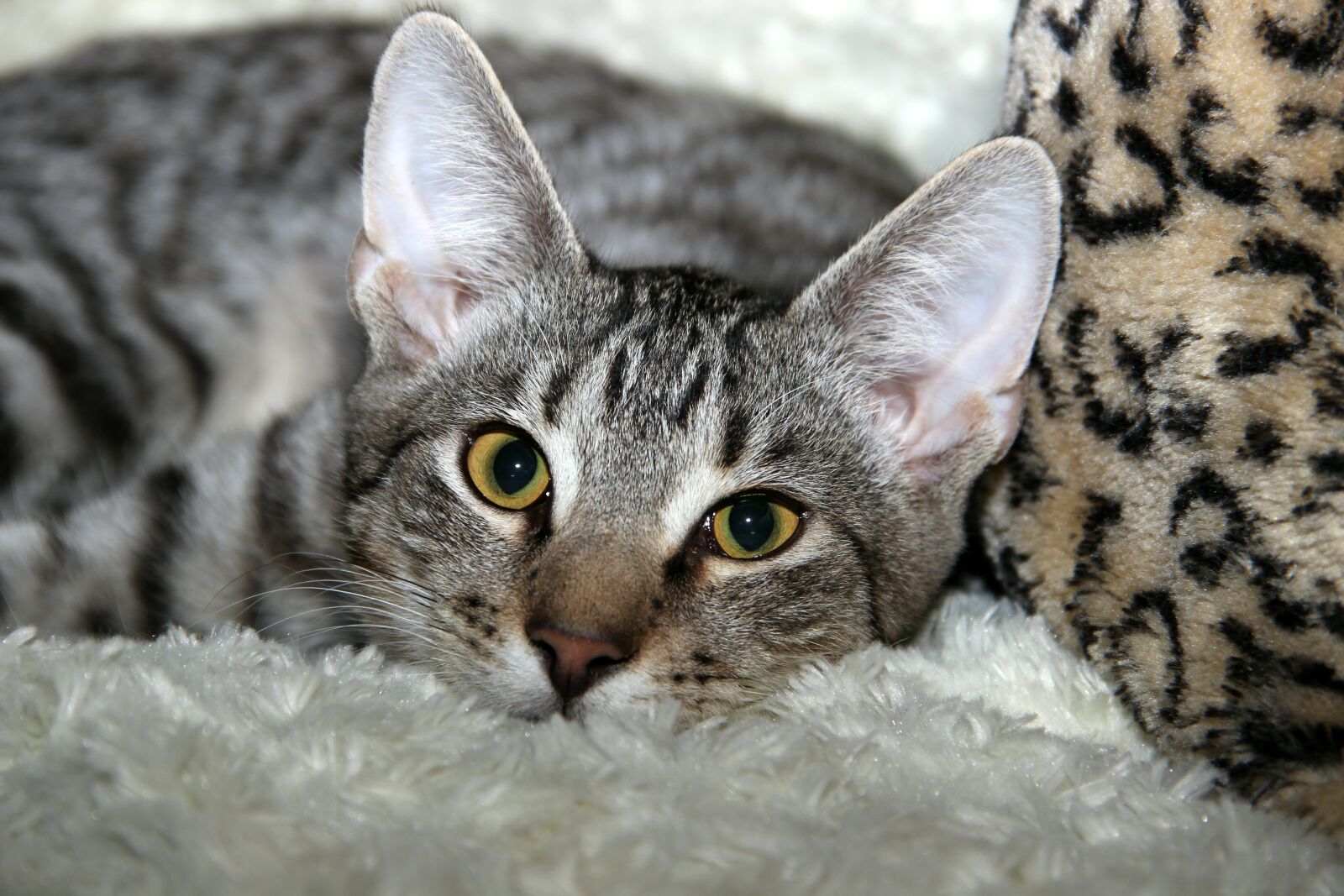 Canon EOS 600D (Rebel EOS T3i / EOS Kiss X5) sample photo. Cat, domestic cat, pet photography